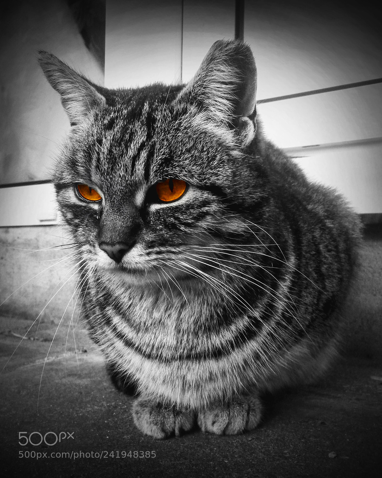Samsung Galaxy S4 Mini sample photo. Don t give a...so photography