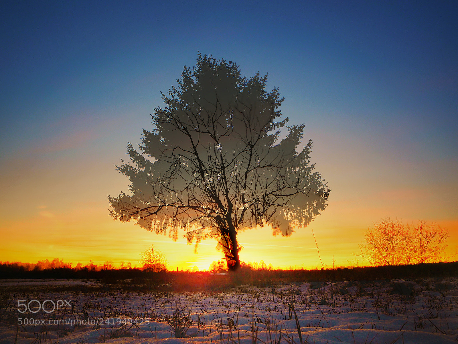 Olympus OM-D E-M10 sample photo. Sunset tree fade photography