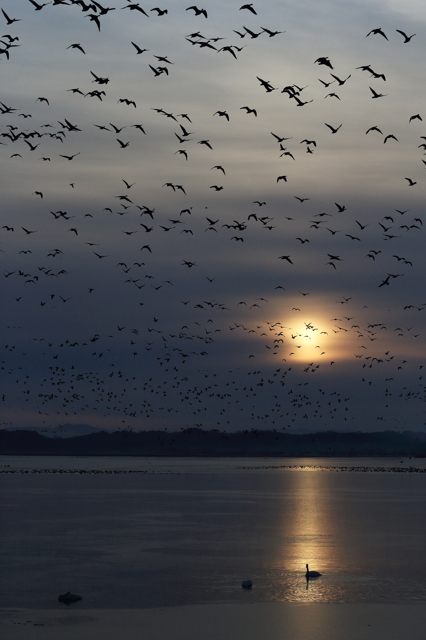 Canon EOS-1D X + Canon EF 70-200mm F2.8L USM sample photo. Wild geese flies off photography