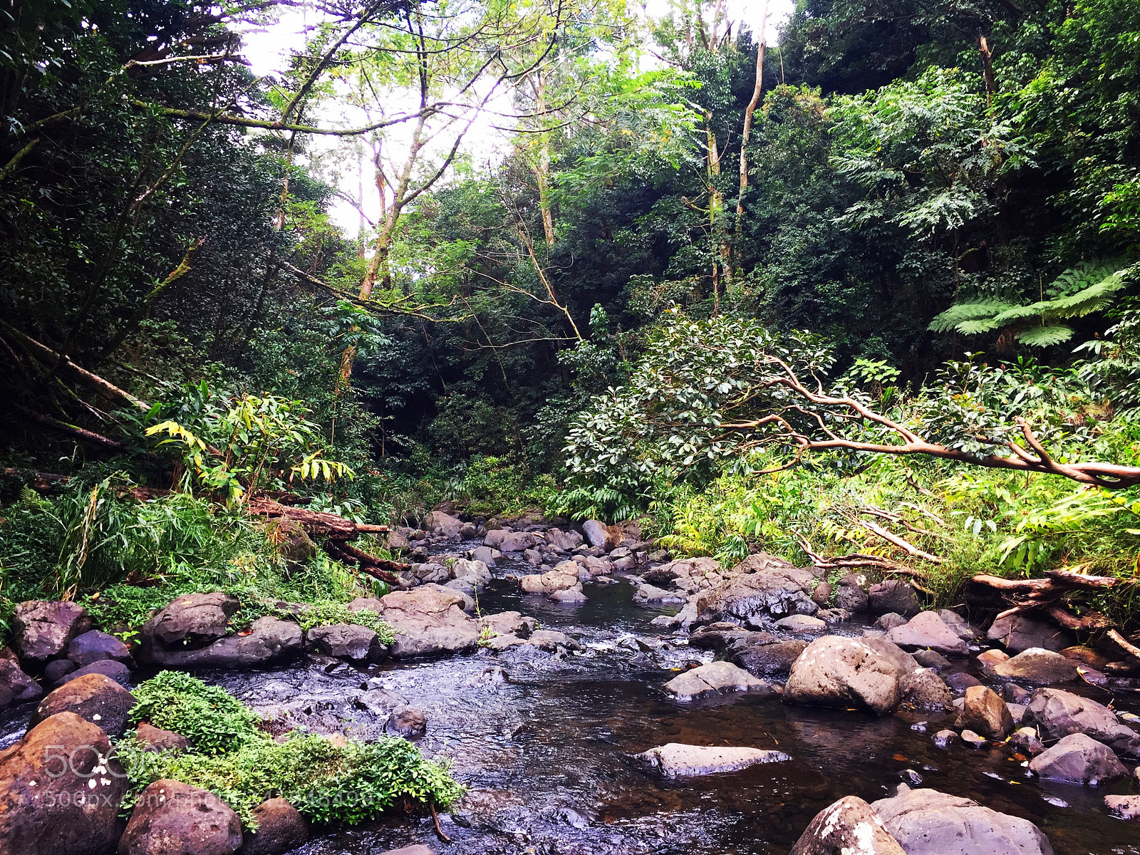 Apple iPhone 6 Plus sample photo. A creek in the photography
