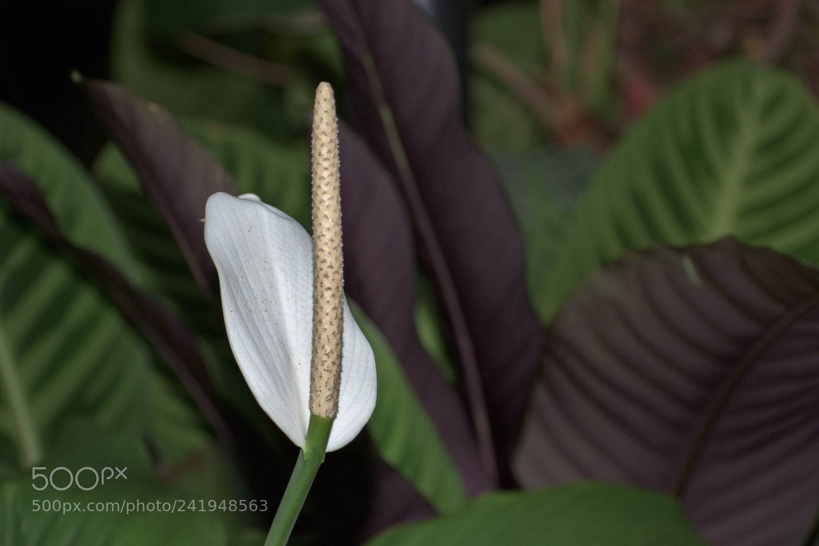 Nikon D7200 sample photo. Tropical calla photography
