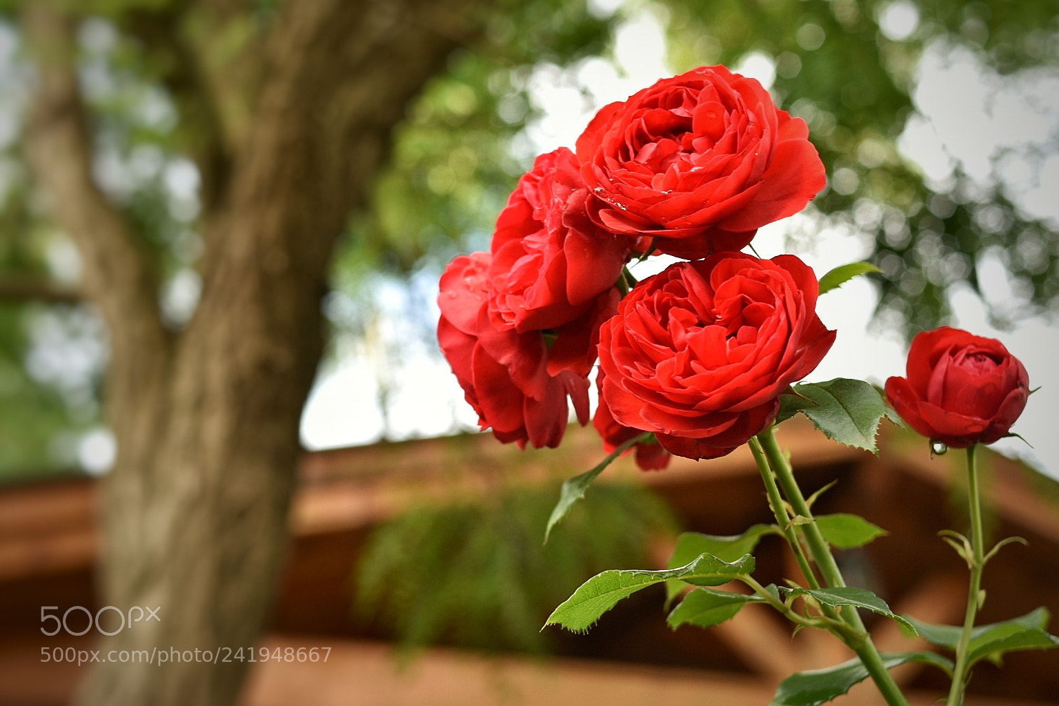Nikon D3400 sample photo. R.r... photography