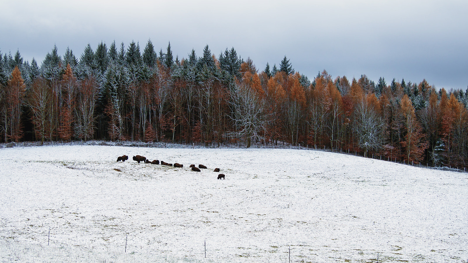 Olympus OM-D E-M10 II sample photo. Bisonherde im schnee photography