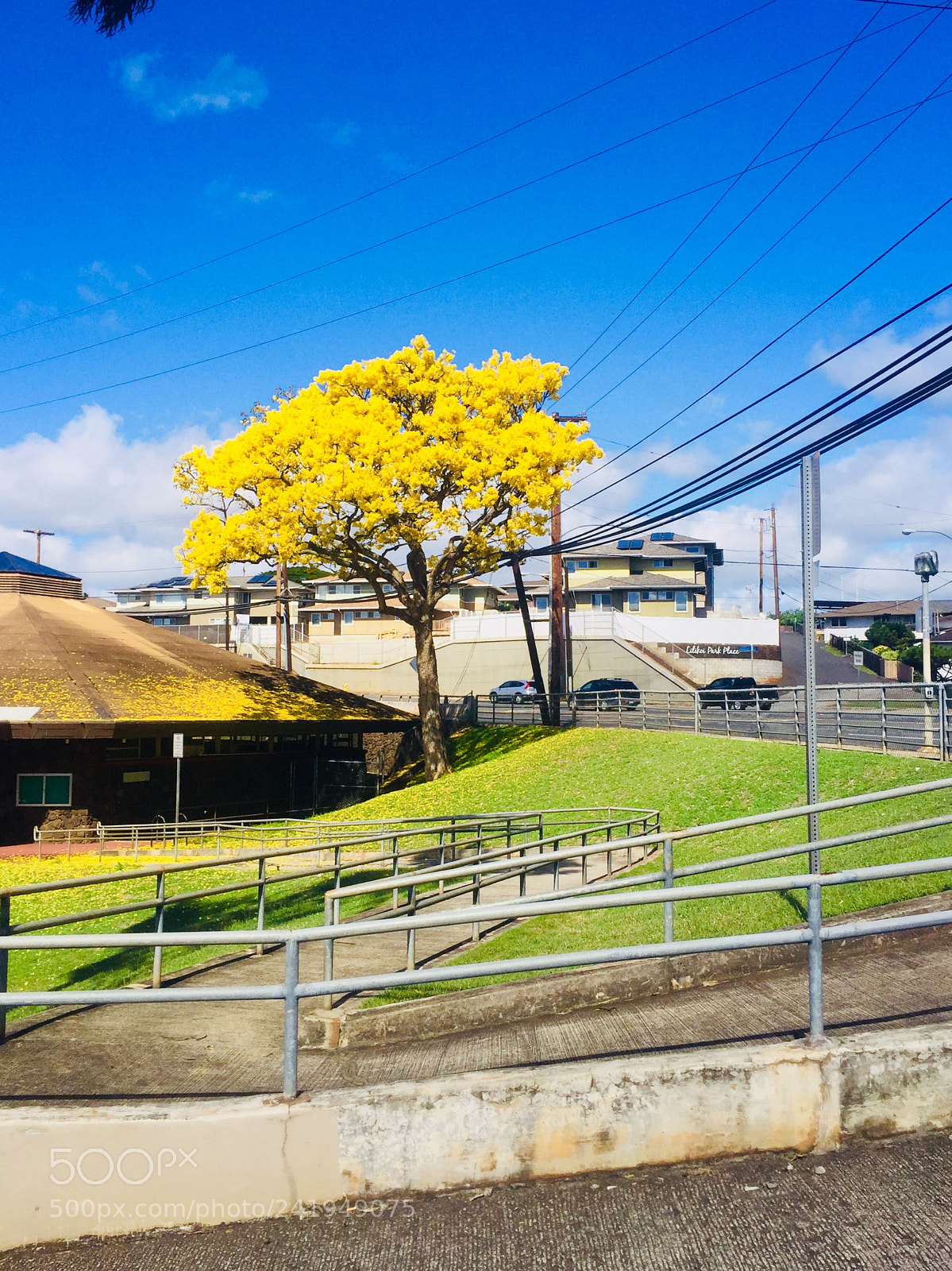 Apple iPhone 6 Plus sample photo. A yellow tree brings photography