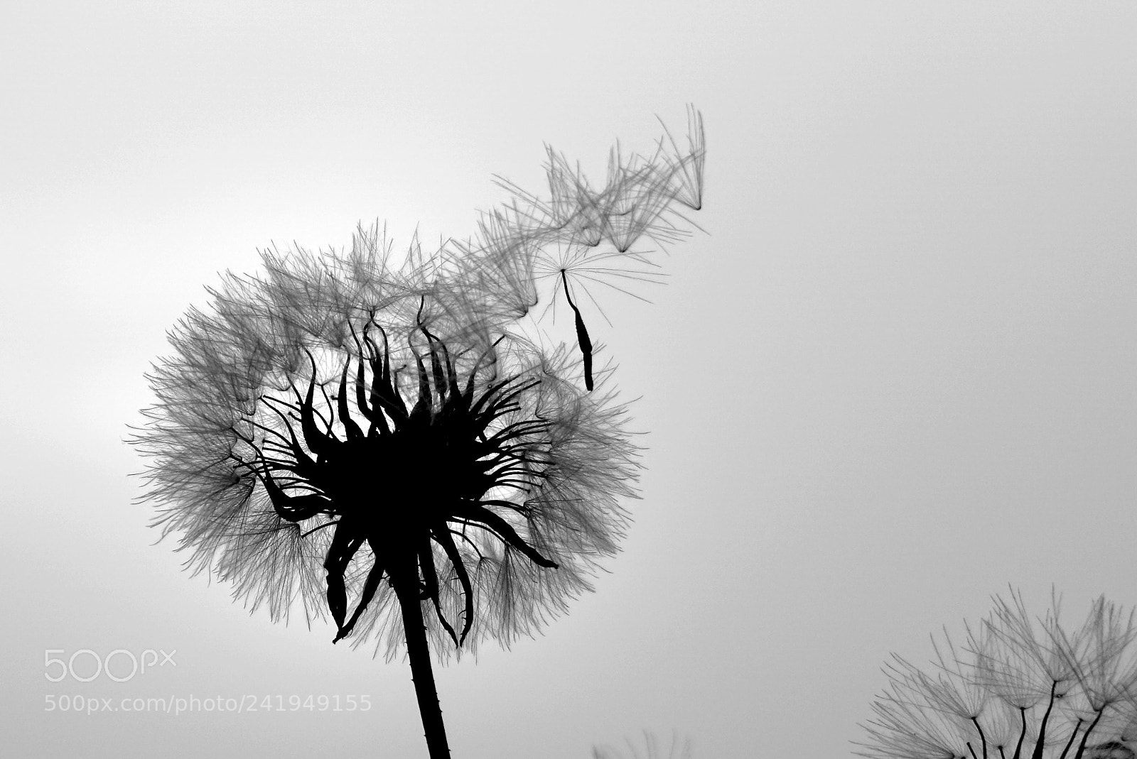 Sony a5100 sample photo. Dbw photography
