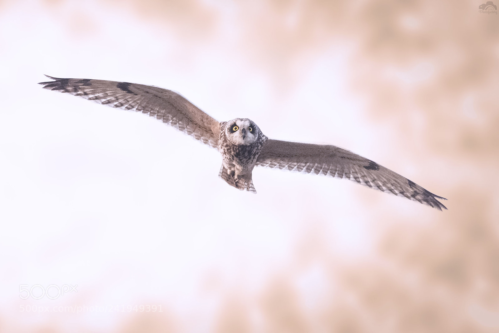 Nikon D810 sample photo. Eye contact from above photography