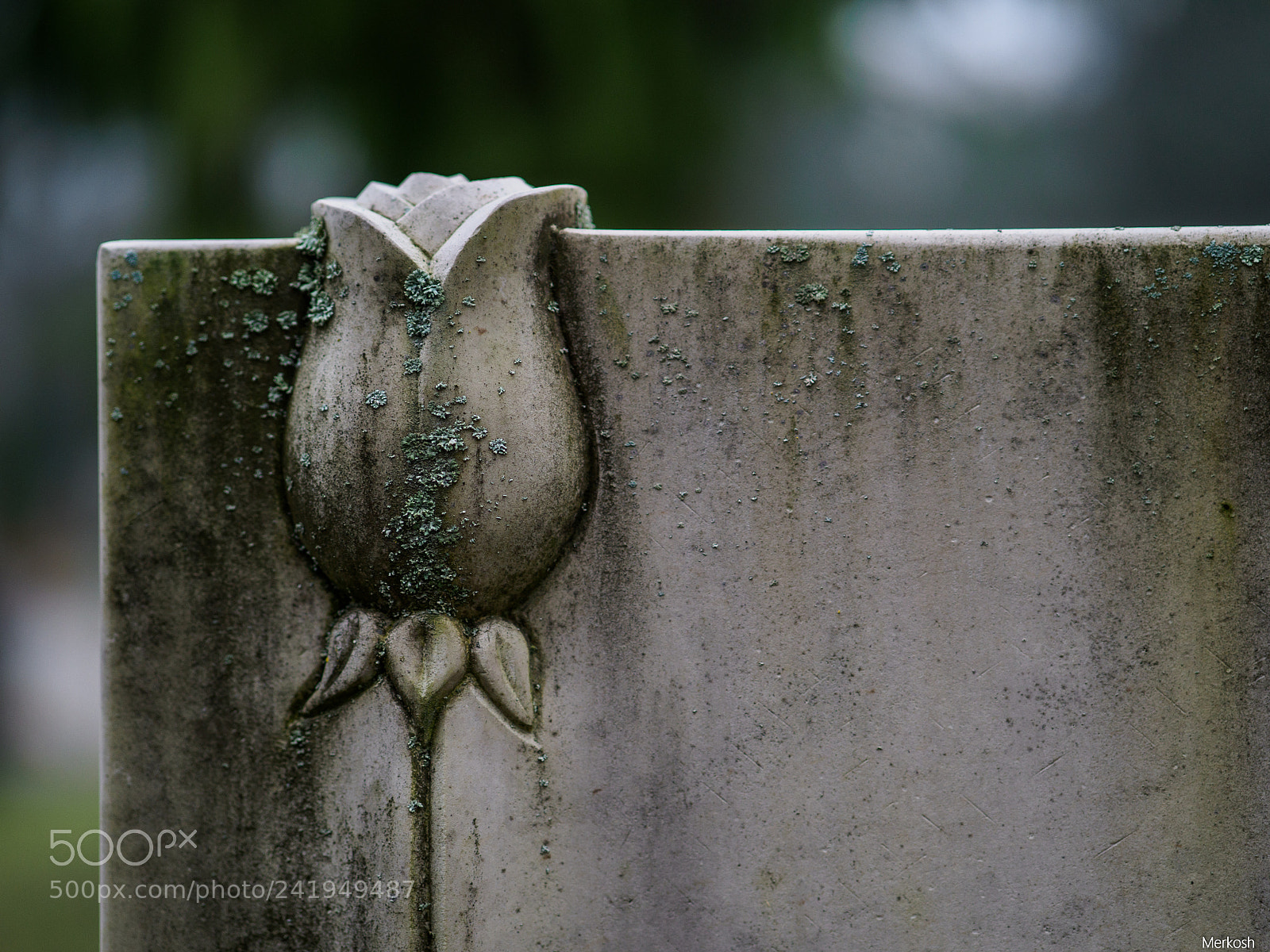 Olympus OM-D E-M1 Mark II sample photo. Silent photography