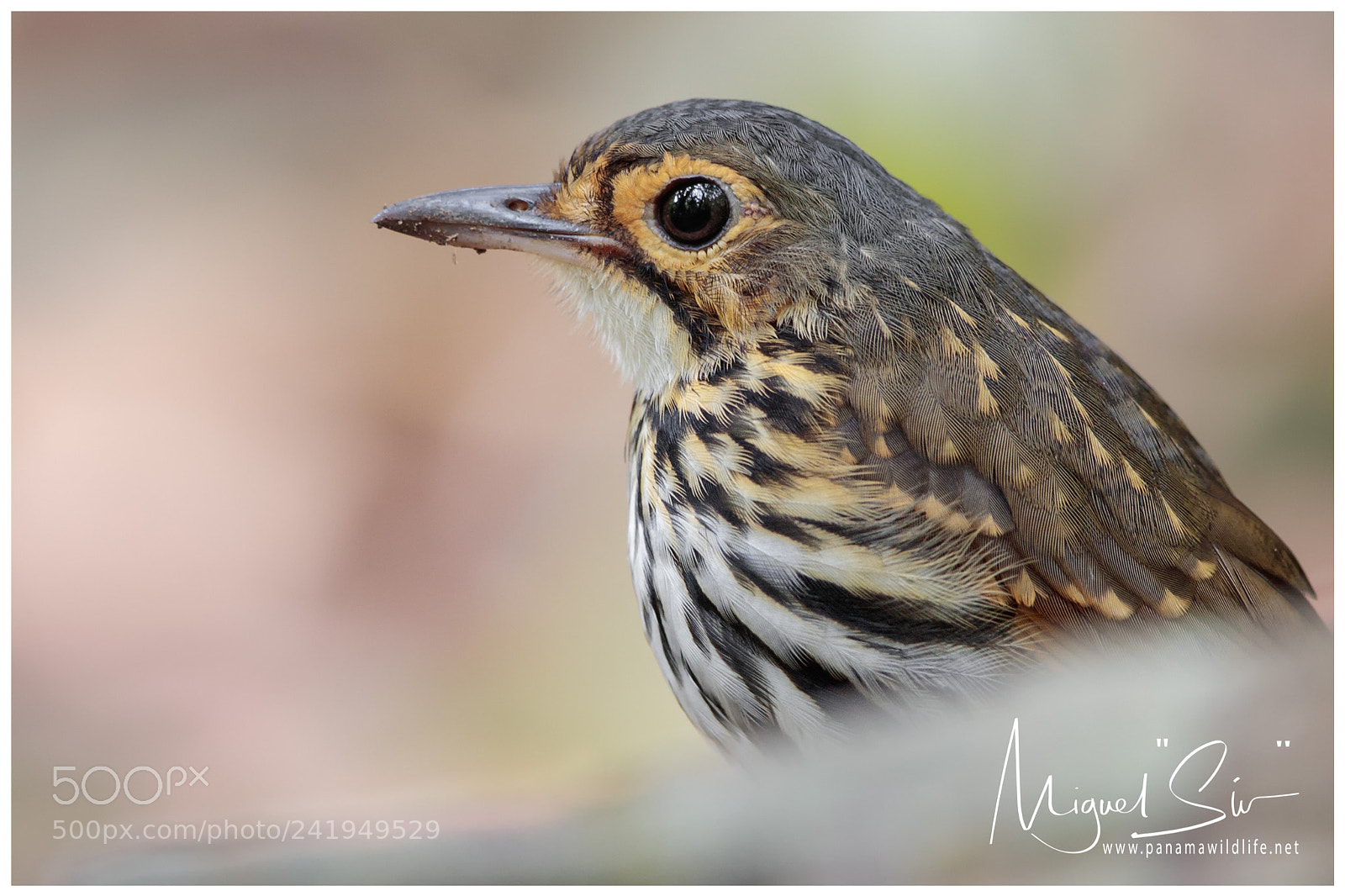 Canon EOS-1D X Mark II sample photo. Streak-chested antpitta / tororoi pechirayado photography