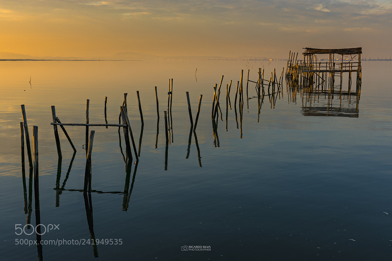 Nikon D810 sample photo. Carrasqueira homage photography