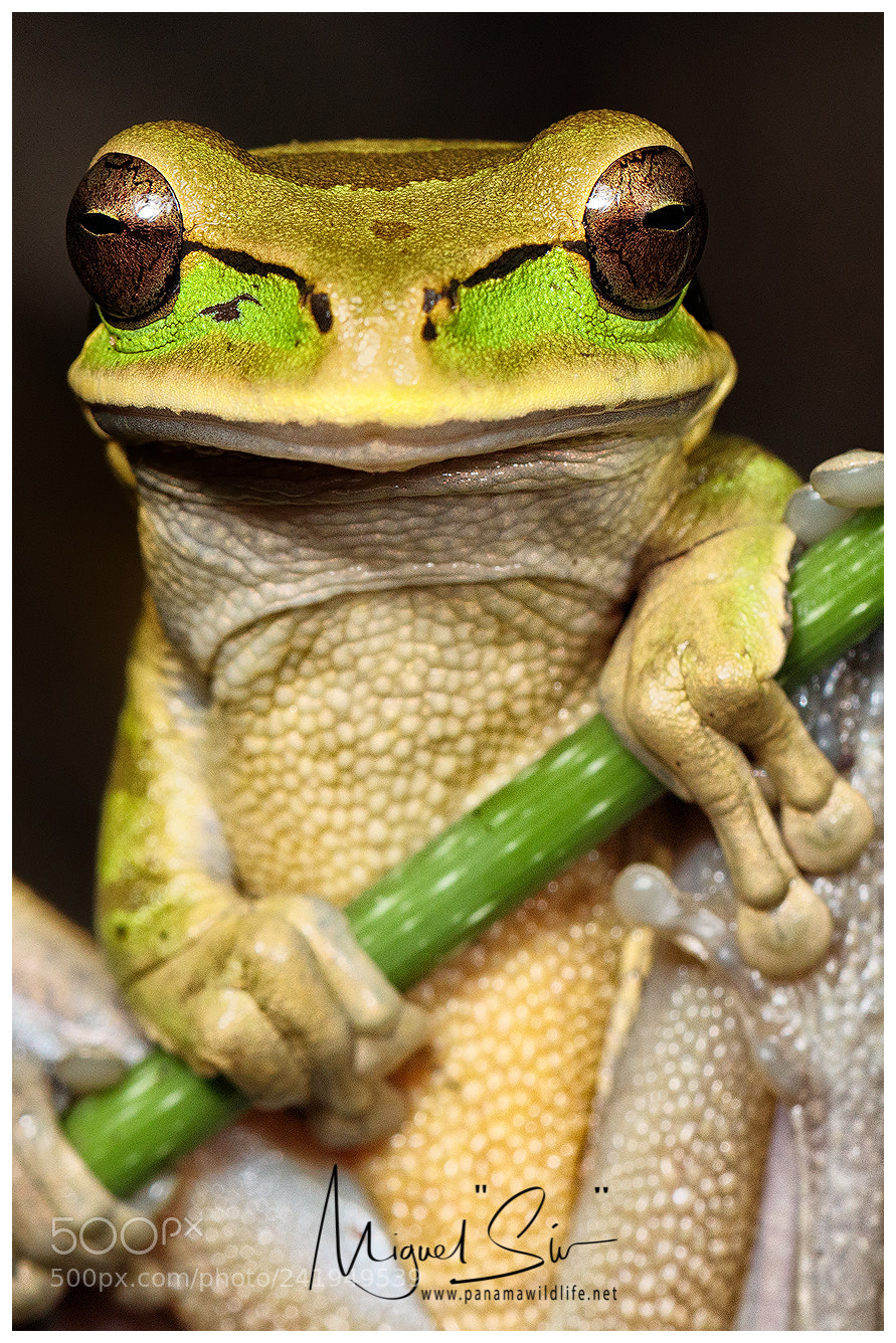 Canon EOS M5 sample photo. Masked treefrog / rana enmascarada photography