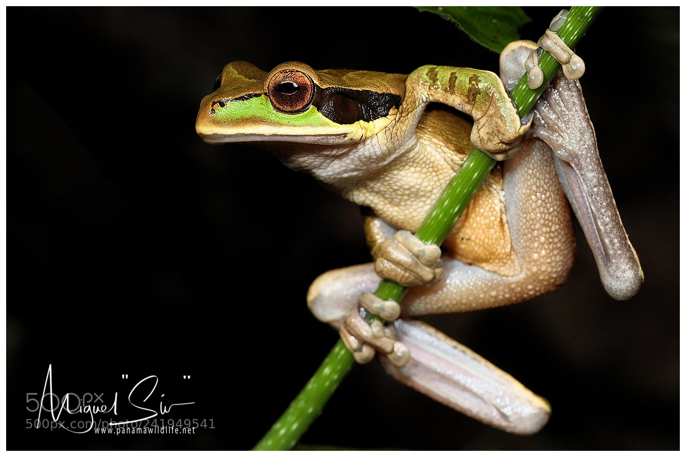 Canon EOS M5 sample photo. Masked treefrog / rana enmascarada photography