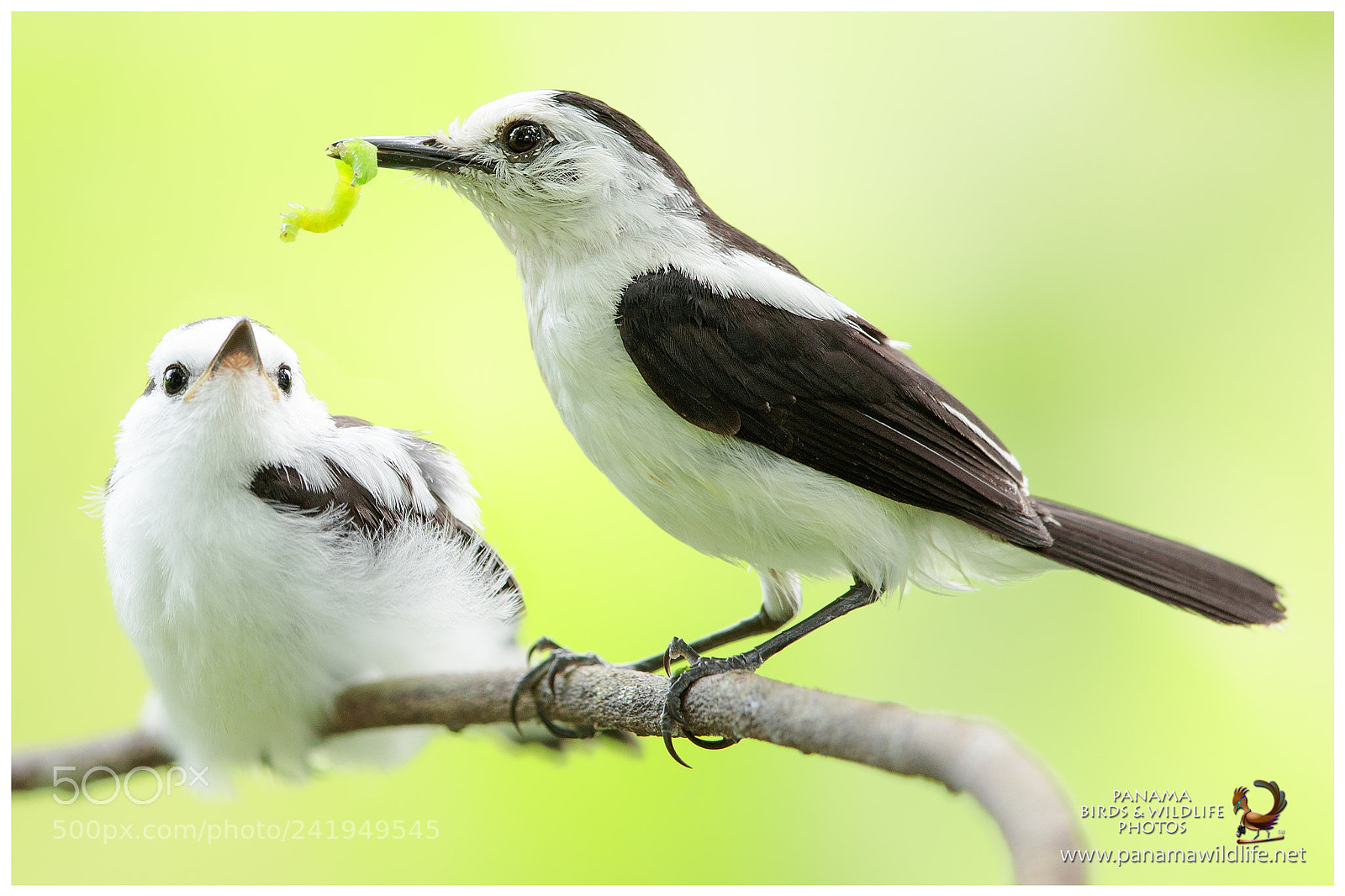 Canon EOS-1D X Mark II sample photo. Pied water-tyrant / tirano-de-agua pinto photography