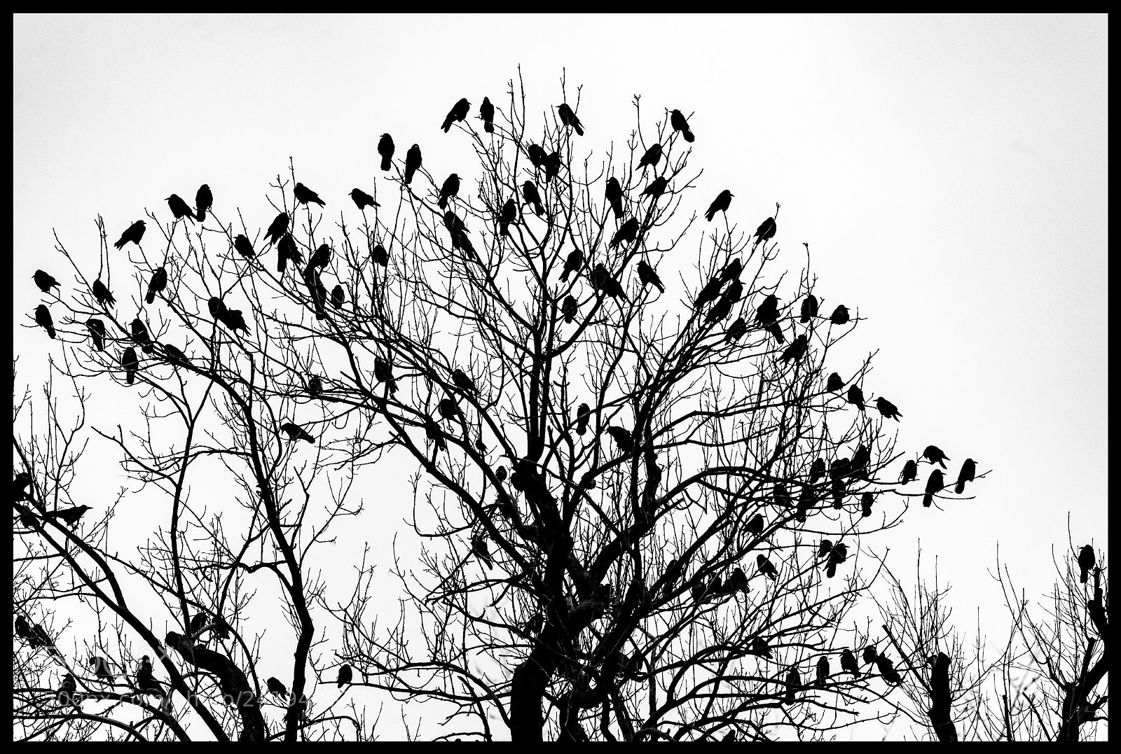Nikon D4 sample photo. A tree of birds photography