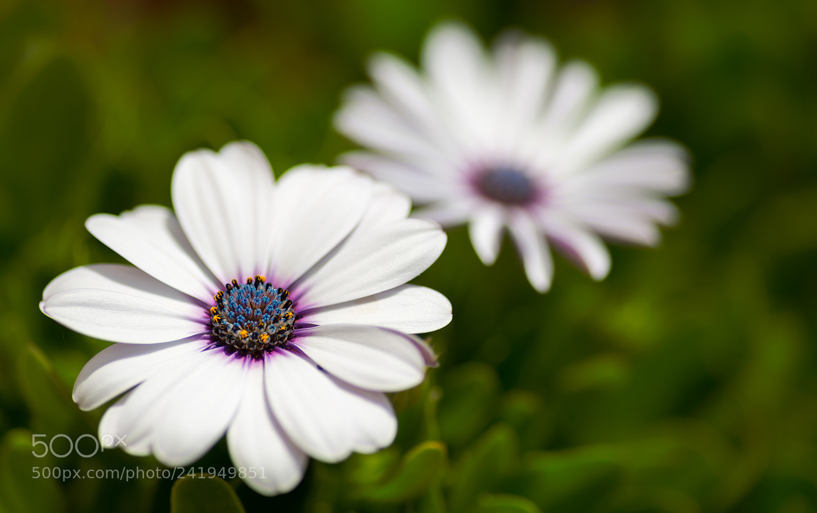 Nikon D800 sample photo. Garden photography
