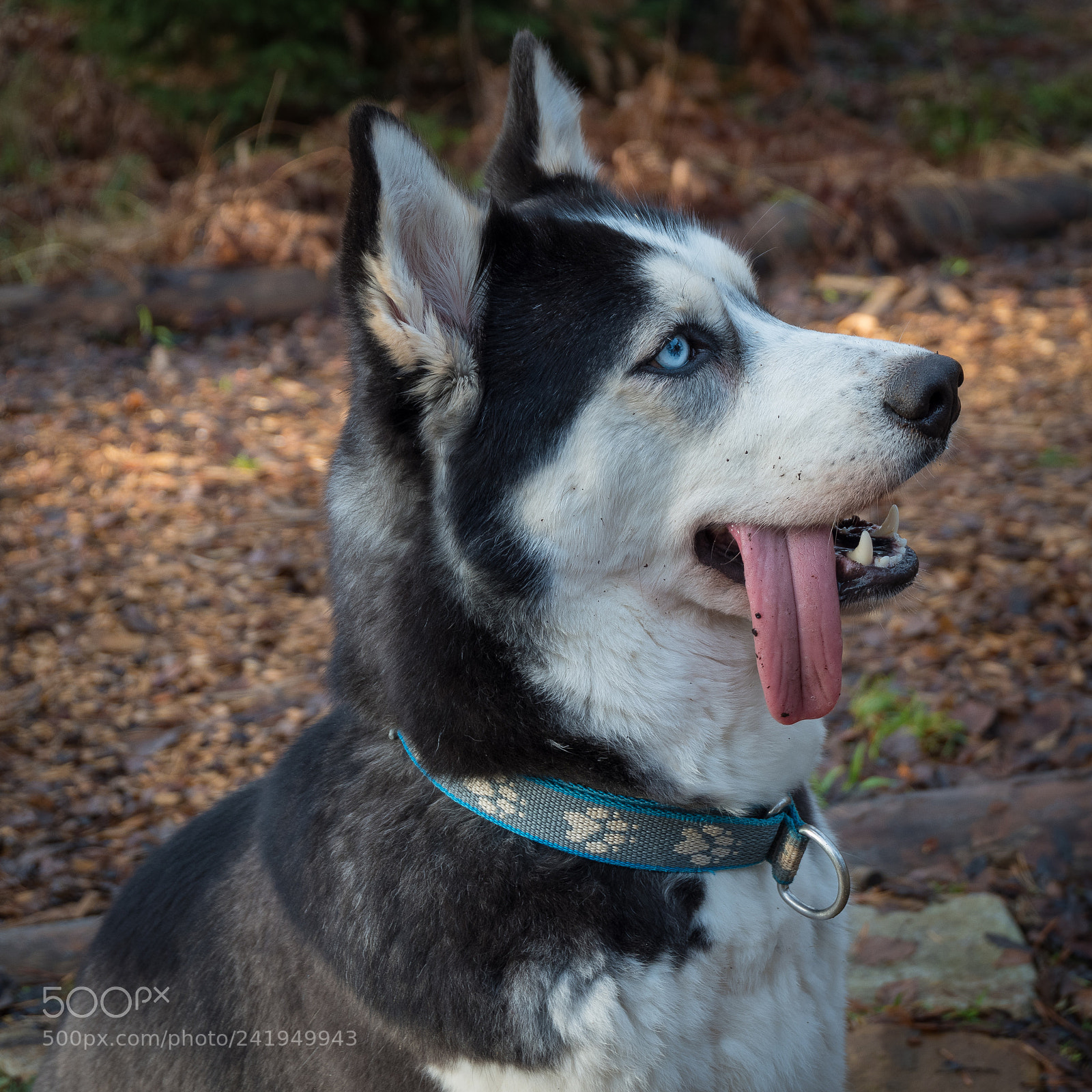 Fujifilm X-A3 sample photo. Diana husky photography