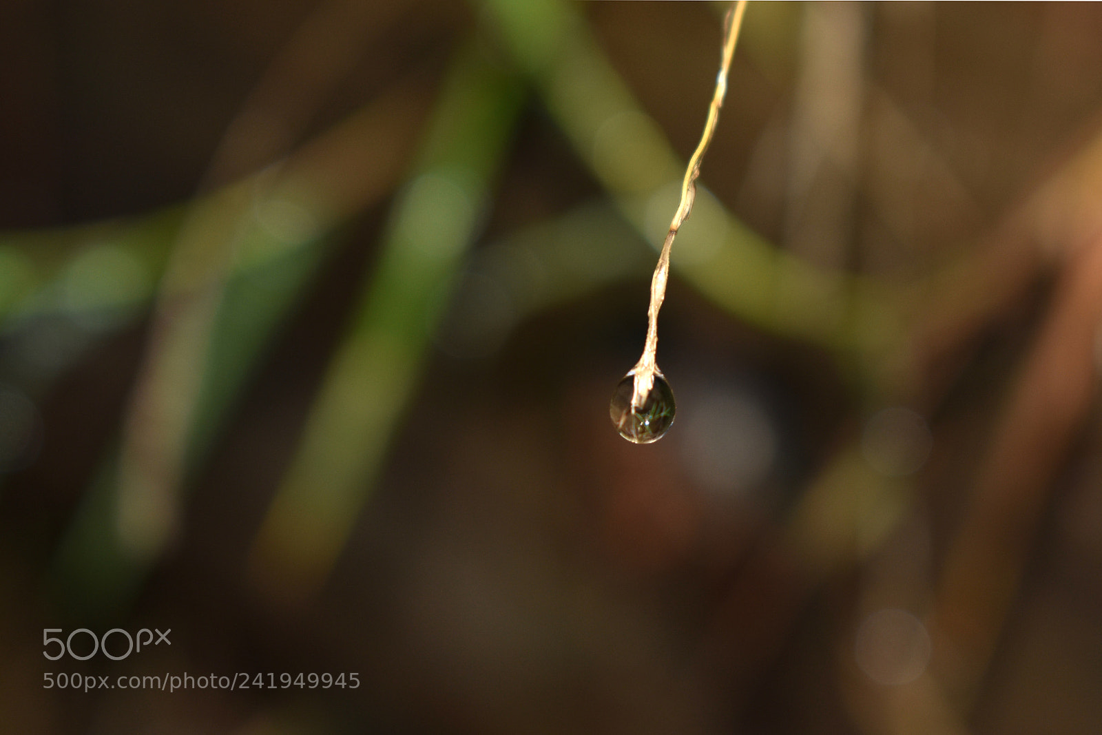 Nikon D3400 sample photo. Lonely water drop photography