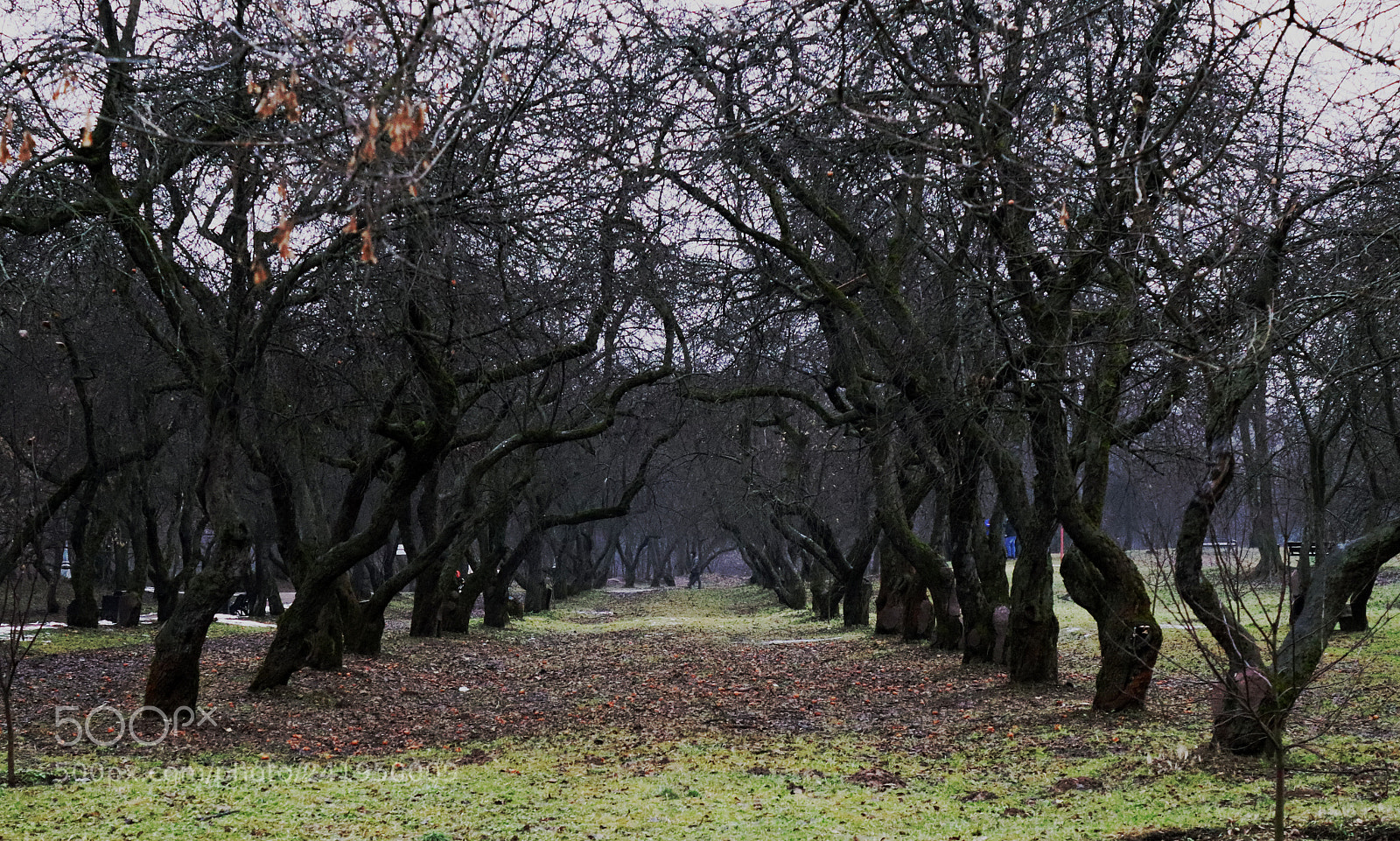 Canon EOS 200D (EOS Rebel SL2 / EOS Kiss X9) sample photo. Trees. row. perspective photography