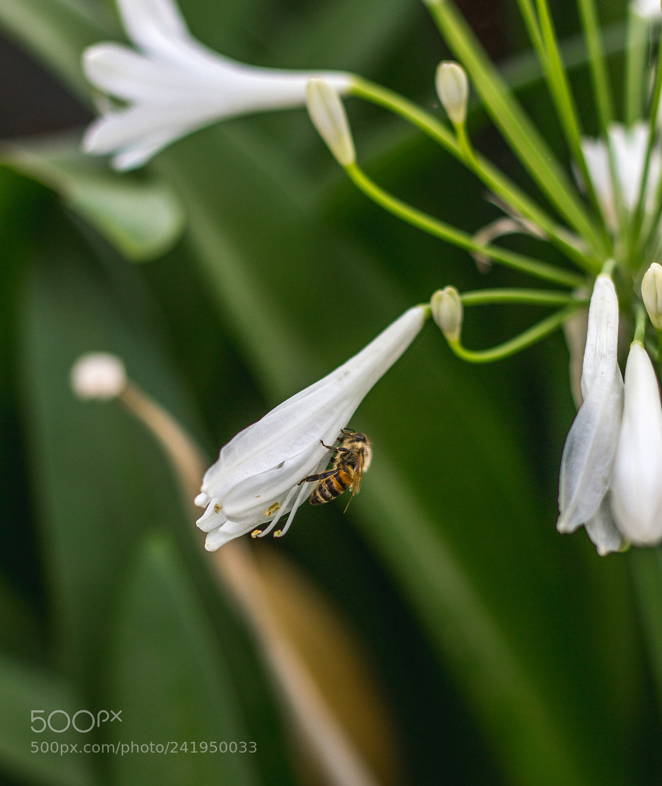 Canon EOS 700D (EOS Rebel T5i / EOS Kiss X7i) sample photo. Img photography