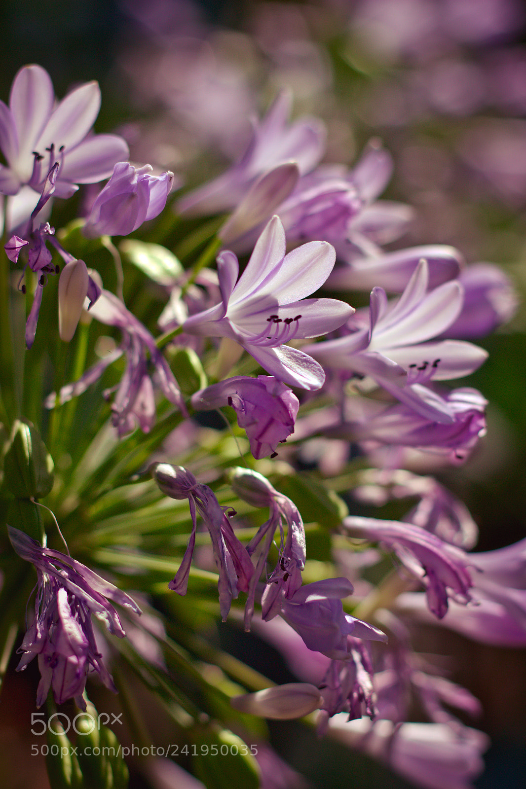 Canon EOS 700D (EOS Rebel T5i / EOS Kiss X7i) sample photo. Img photography