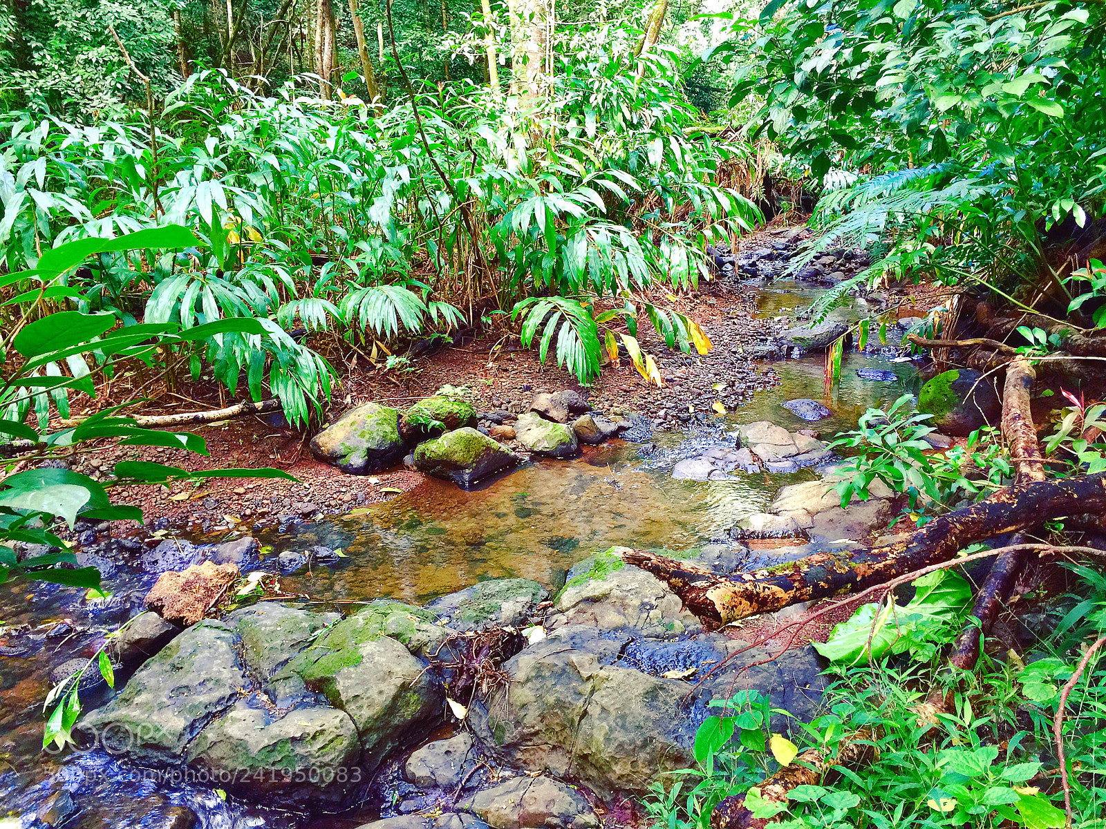 Apple iPhone 6 Plus sample photo. Quiet stream photography