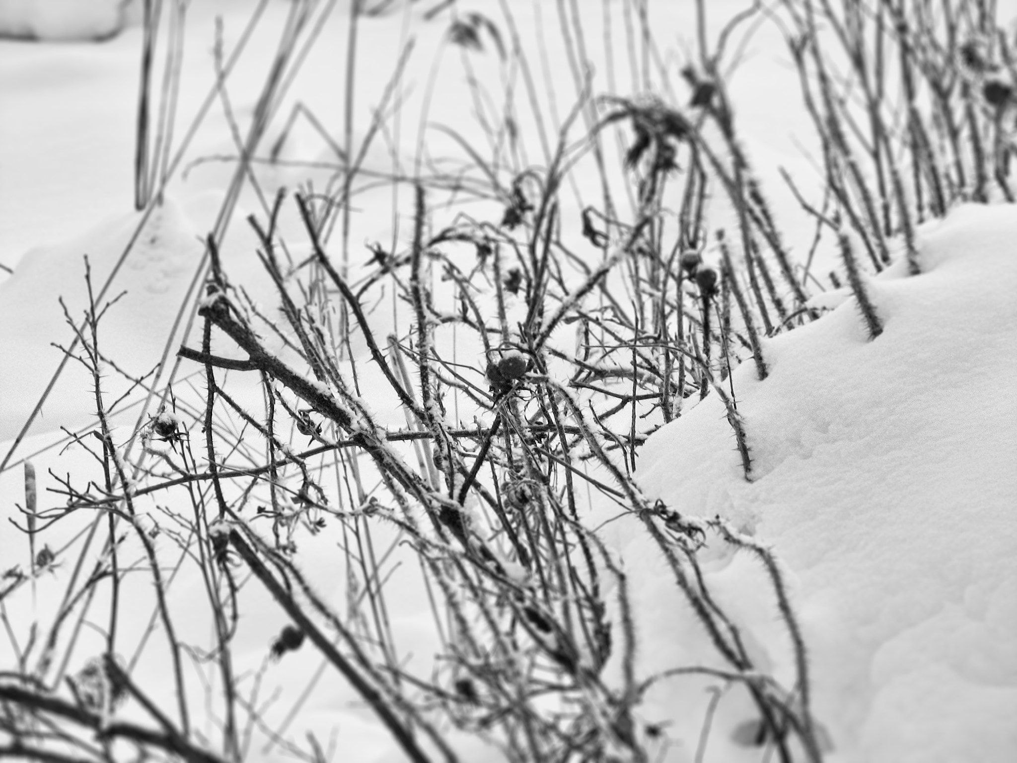 Canon POWERSHOT S2 IS sample photo. Rosehips in the snow photography