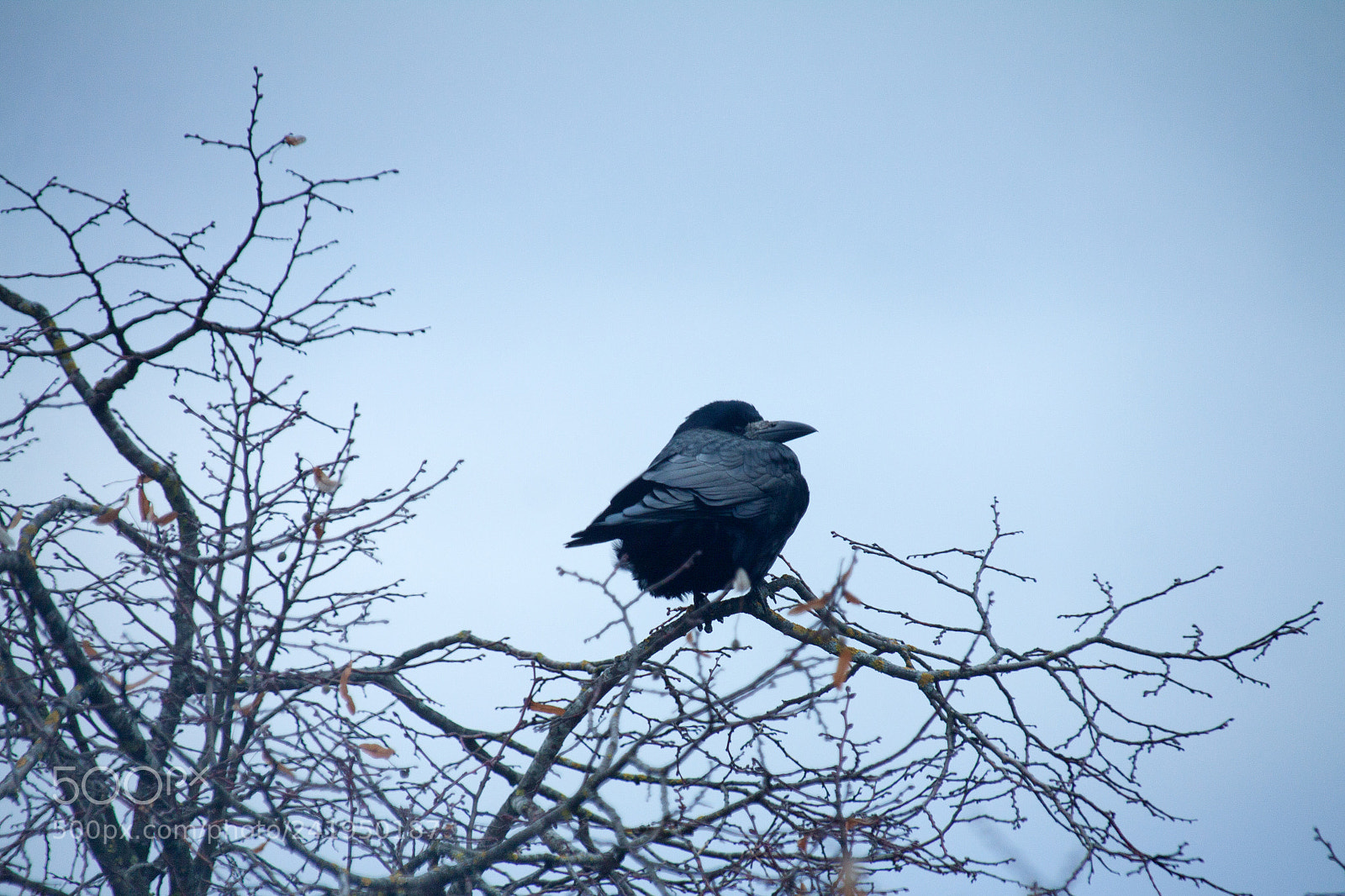 Canon EOS 50D sample photo. Tete a tete v photography