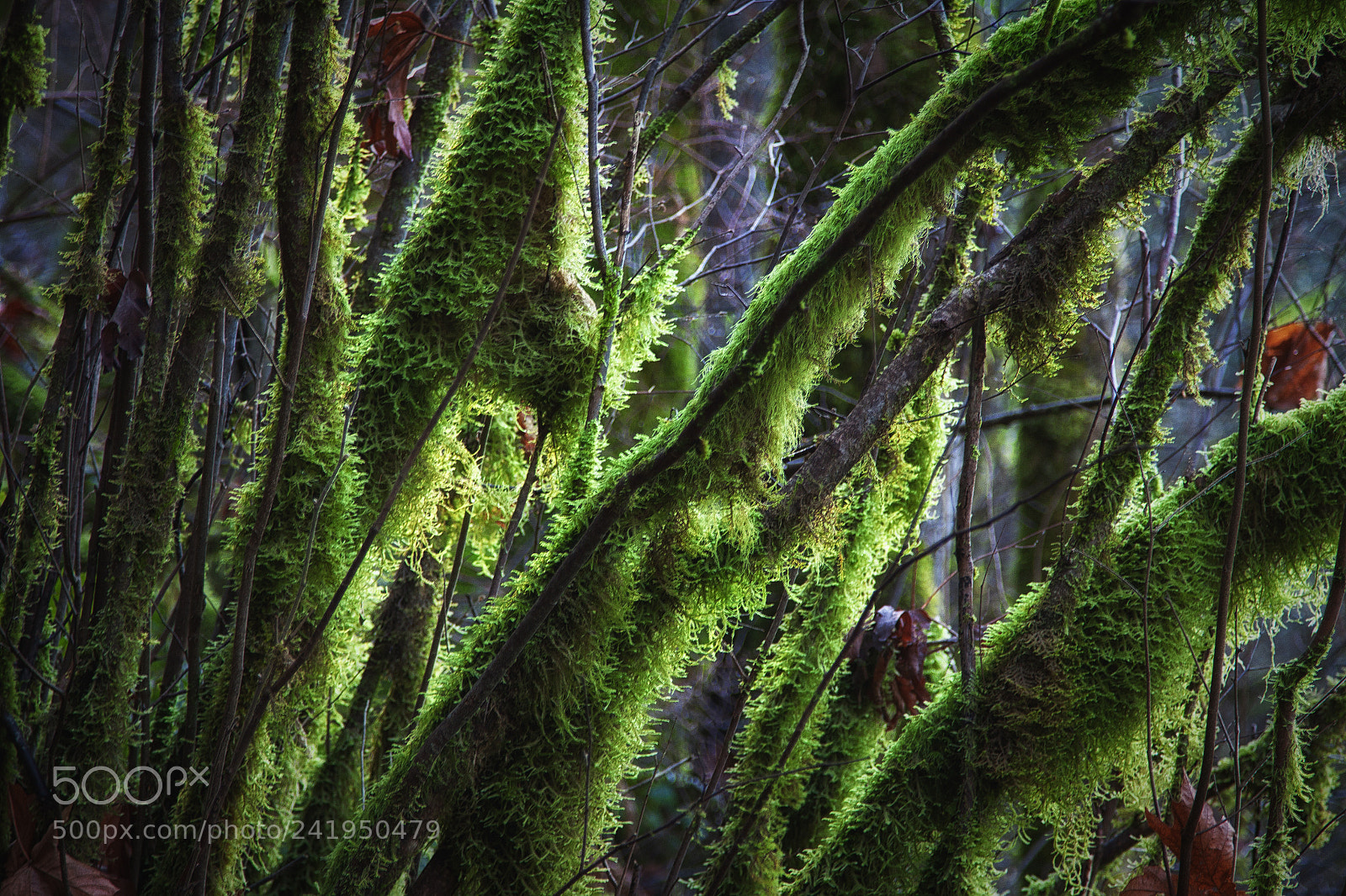 Canon EOS 50D sample photo. Moss photography