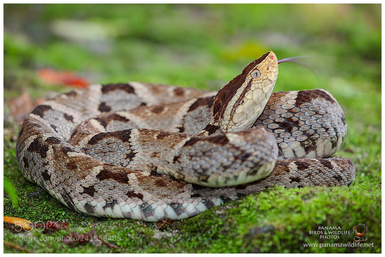 Canon EOS-1D X Mark II sample photo. Fer-de-lance / terciopelo o equis photography