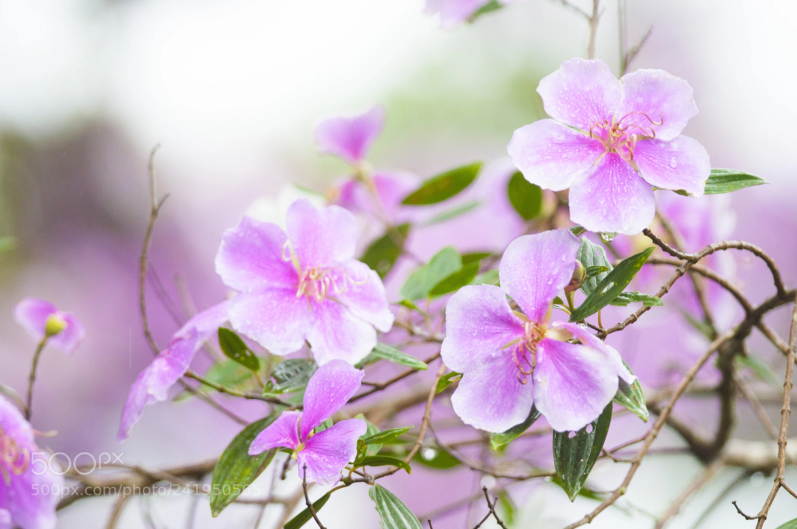 Nikon D90 sample photo. Tibouchina mutabilis photography