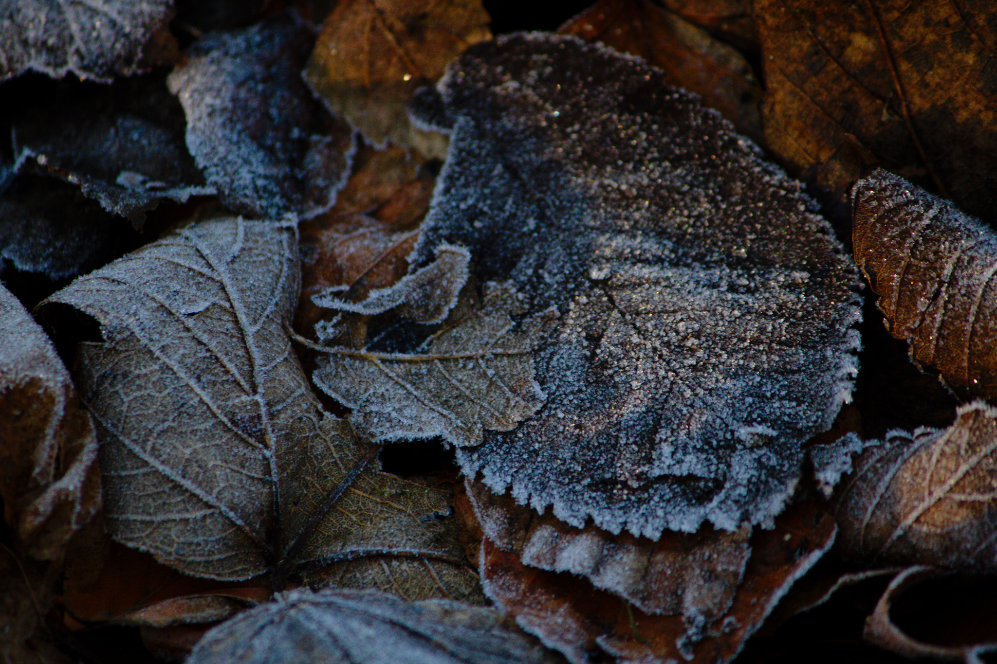 Canon EF-S 55-250mm F4-5.6 IS II sample photo. Winter... photography