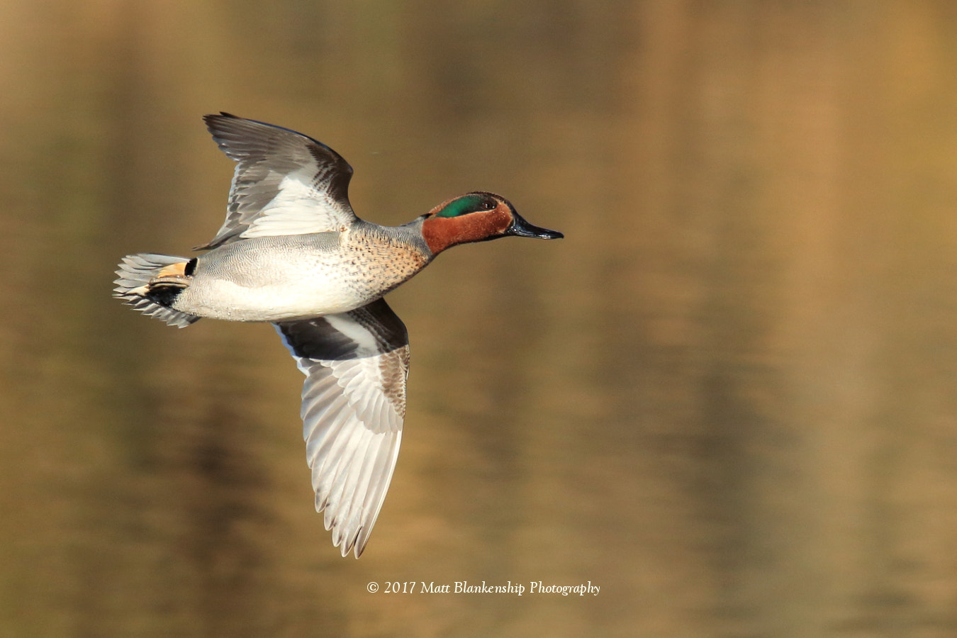 Canon EOS 70D + Sigma 150-500mm F5-6.3 DG OS HSM sample photo. Green-winged teal flyby photography