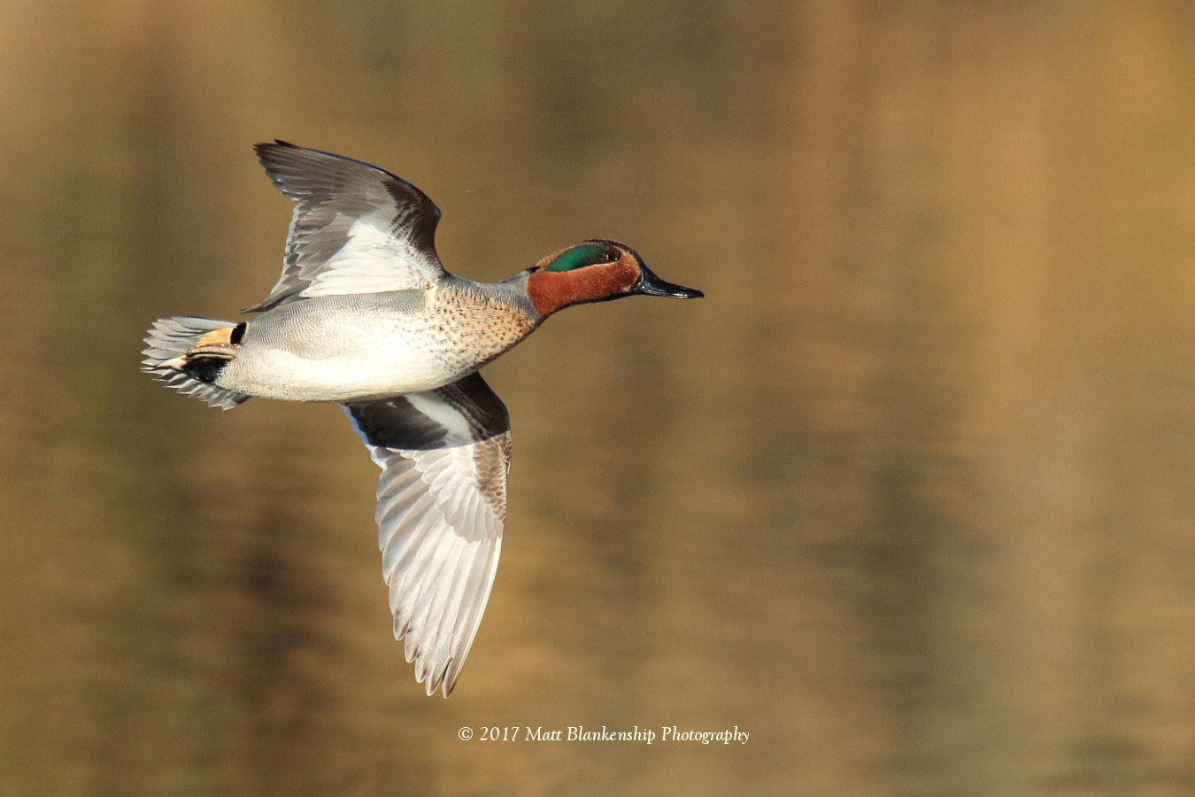 Sigma 150-500mm F5-6.3 DG OS HSM sample photo. Green-winged teal flyby photography