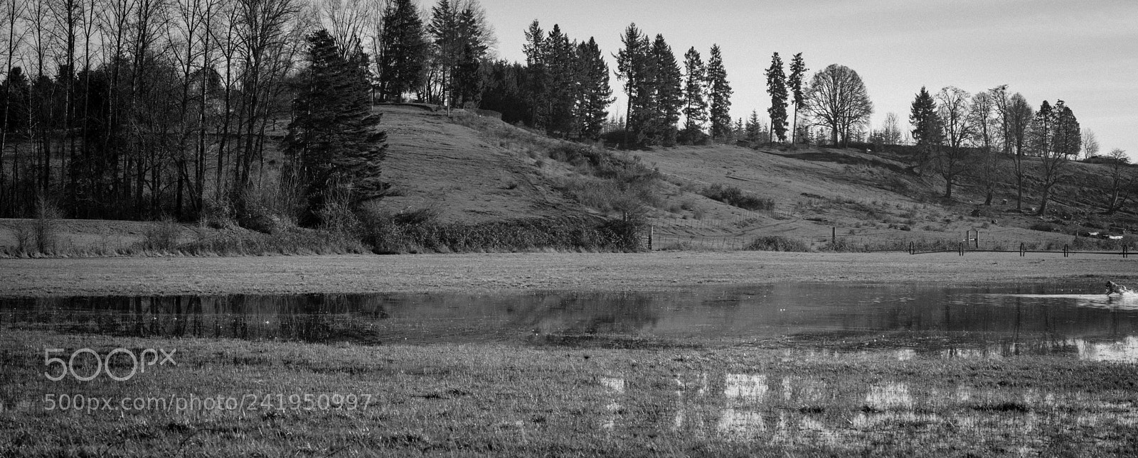 Nikon D800 sample photo. Dog day afternoon photography