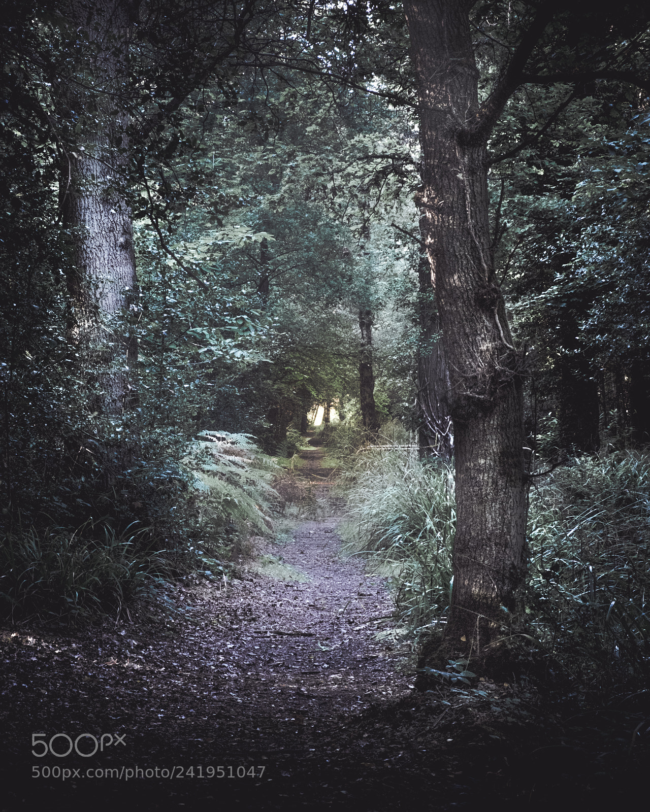 Fujifilm X-T10 sample photo. The path photography
