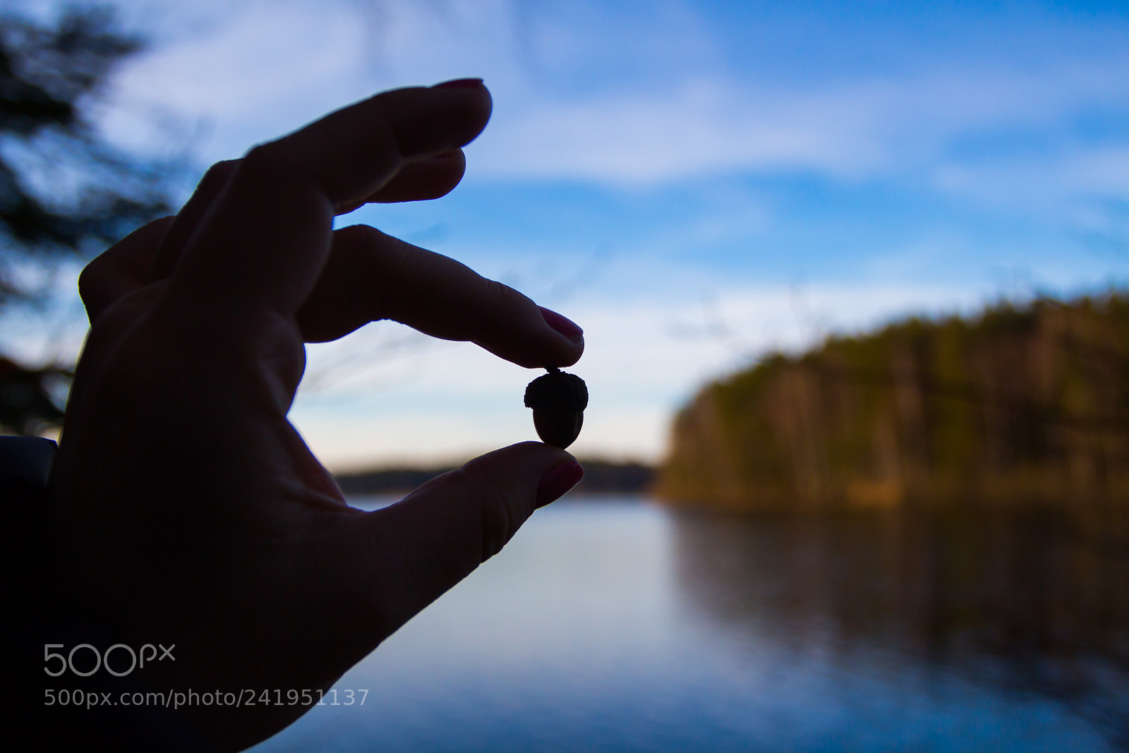 Canon EOS 650D (EOS Rebel T4i / EOS Kiss X6i) sample photo. Acorn photography
