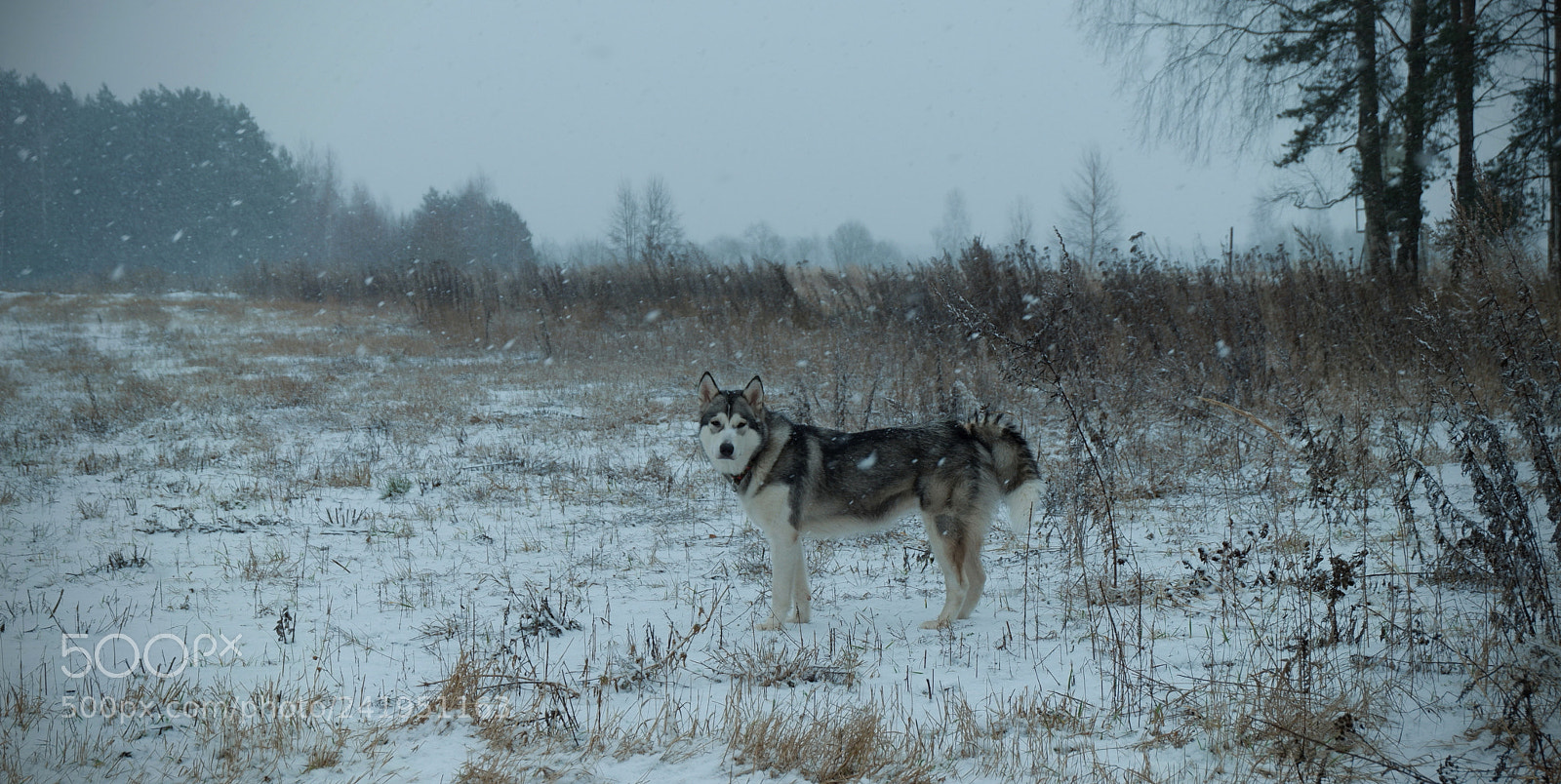 Fujifilm X-A3 sample photo. Bulochka malamute photography