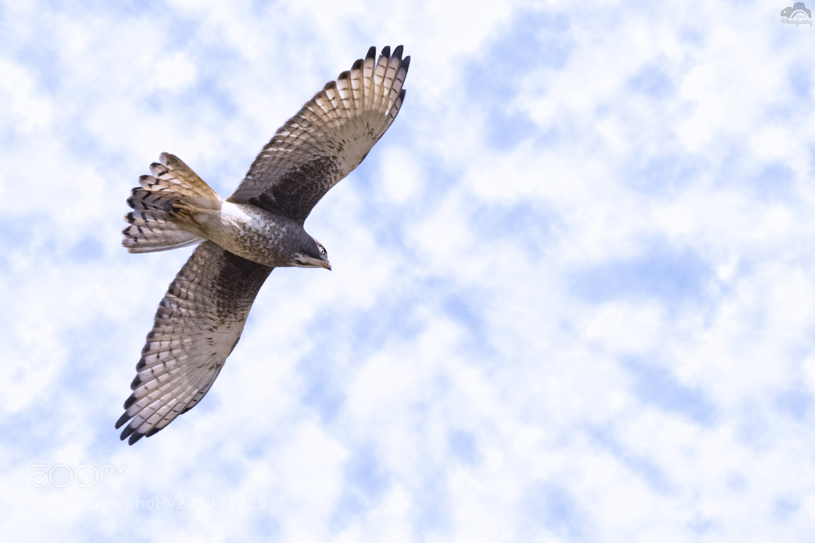 Nikon D810 sample photo. White eyed buzzard in photography