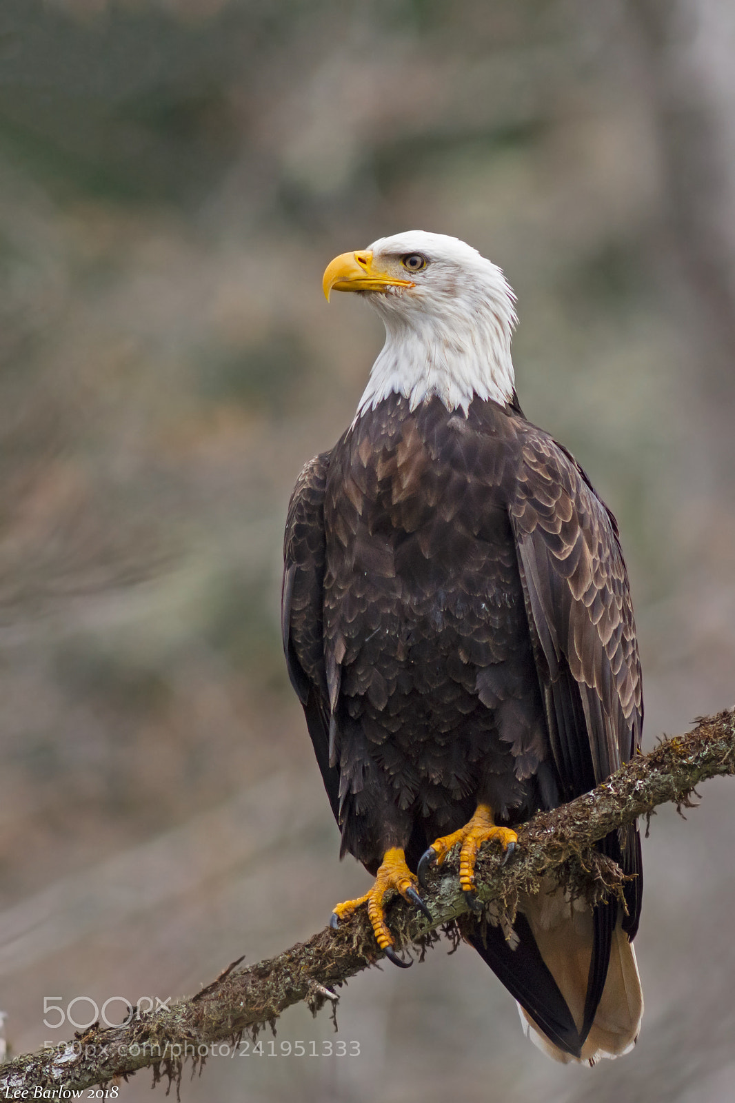 Nikon D7200 sample photo. Bald eagle photography