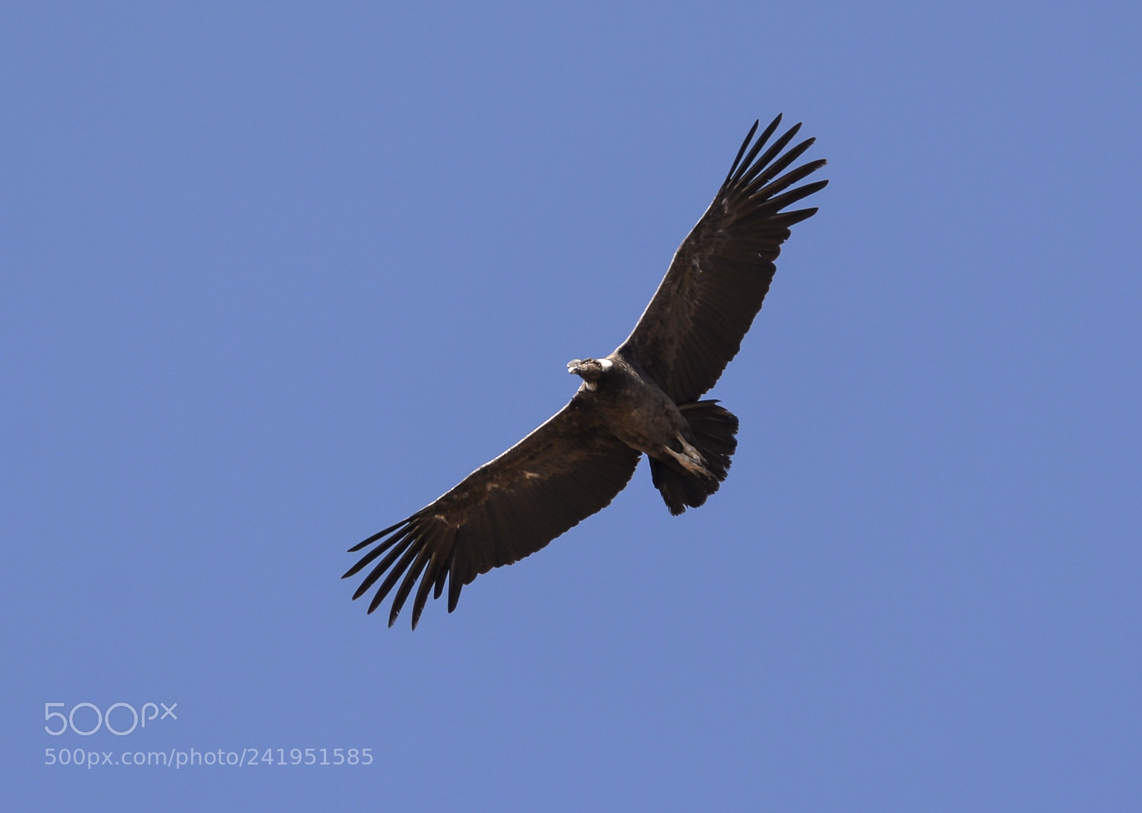 Nikon D7100 sample photo. Young male andean condor photography