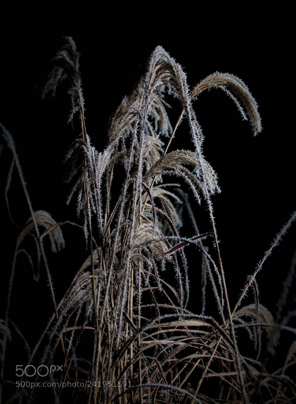 Nikon D300 sample photo. Zdzbla photography