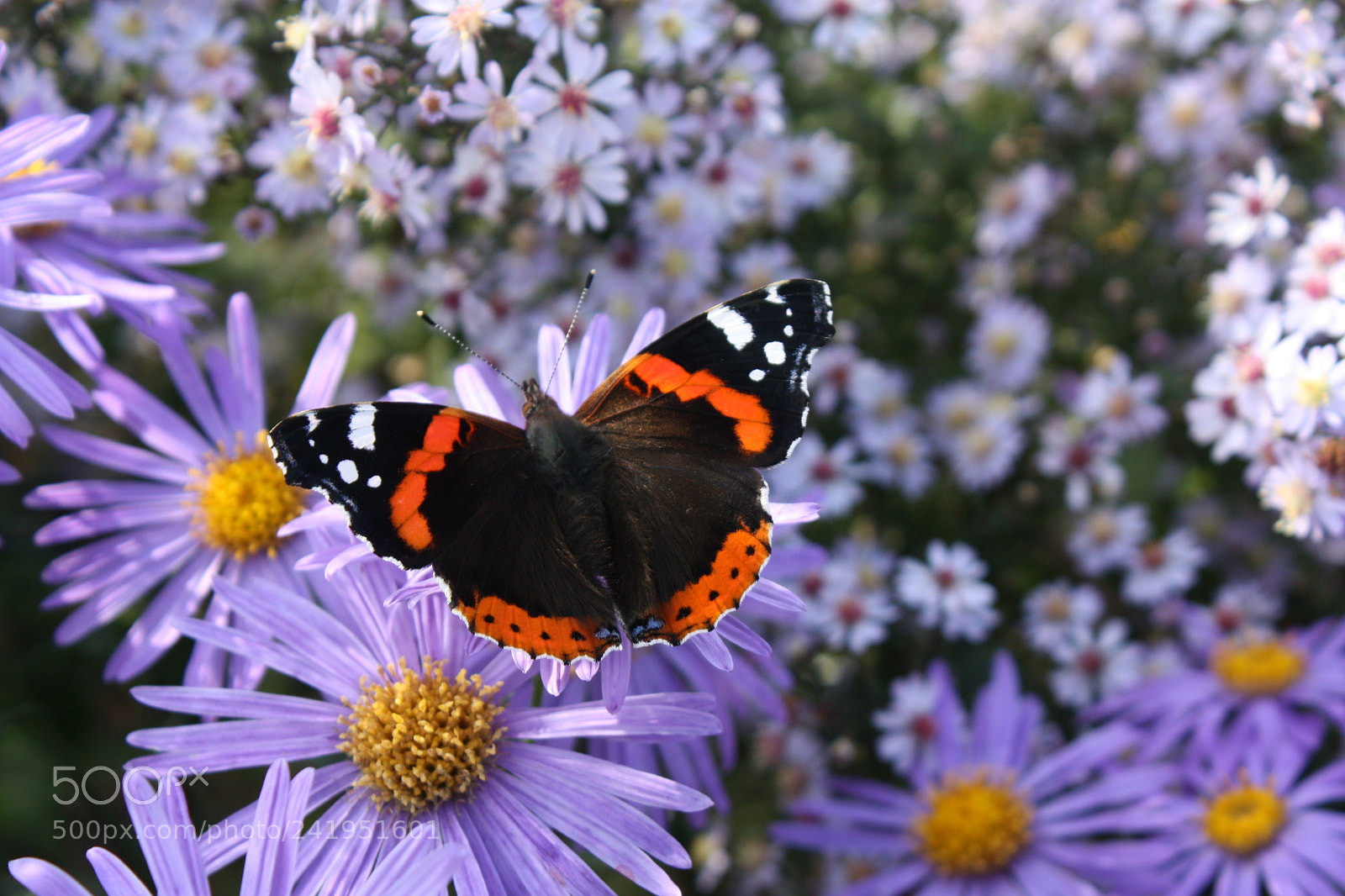 Canon EF-S 18-55mm F3.5-5.6 IS sample photo. Red admiral photography