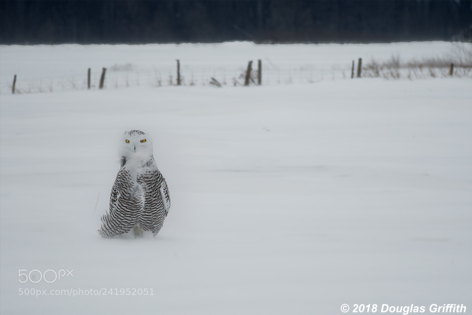 Nikon D500 sample photo. Snow chicken female snowy photography