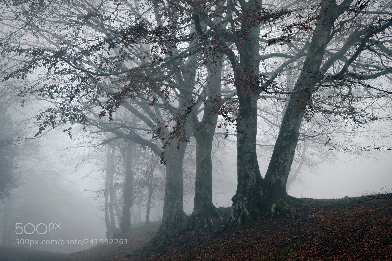 Nikon D3100 sample photo. Dreamy forest photography
