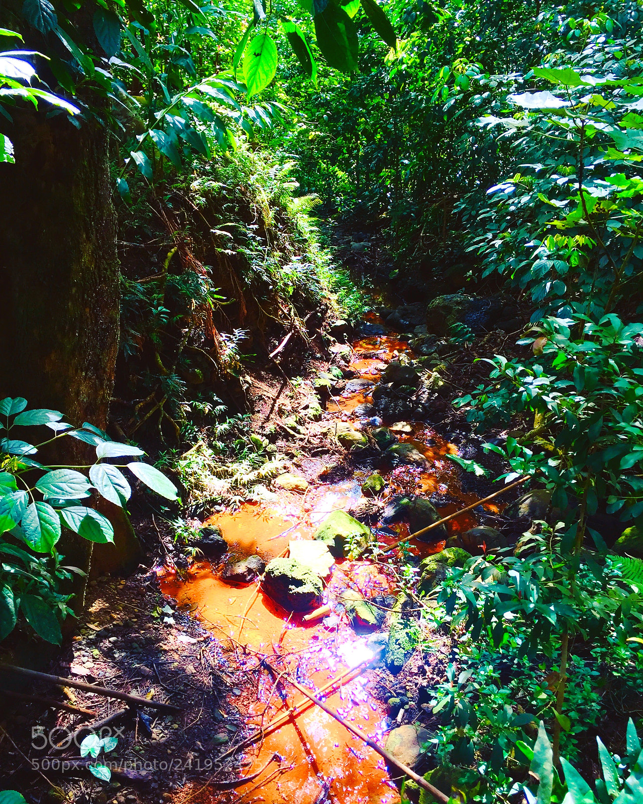 Apple iPhone 6 Plus sample photo. Rainforest stream photography