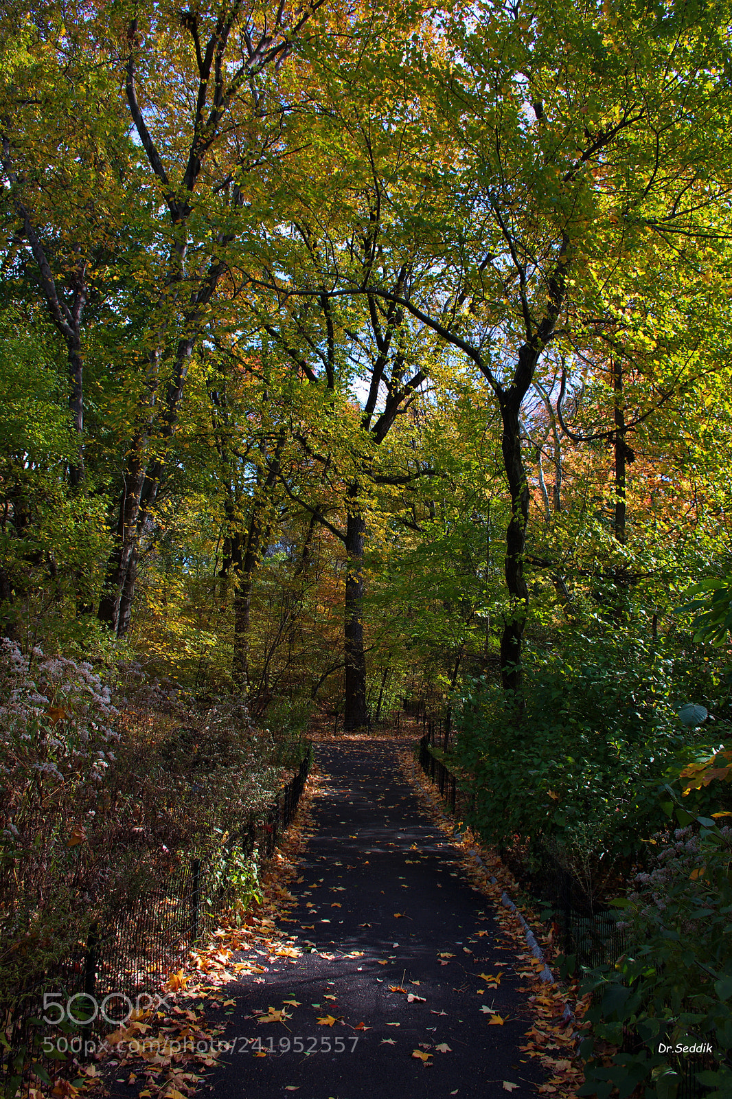 Nikon D7200 sample photo. The central park , nyc 7 photography