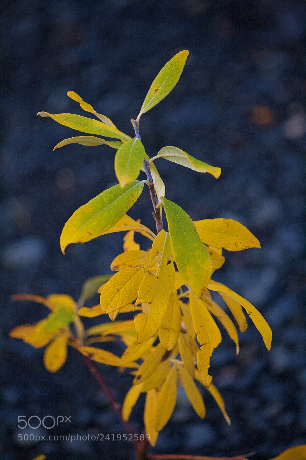 Canon EOS 400D (EOS Digital Rebel XTi / EOS Kiss Digital X) sample photo. Little yellow willow photography
