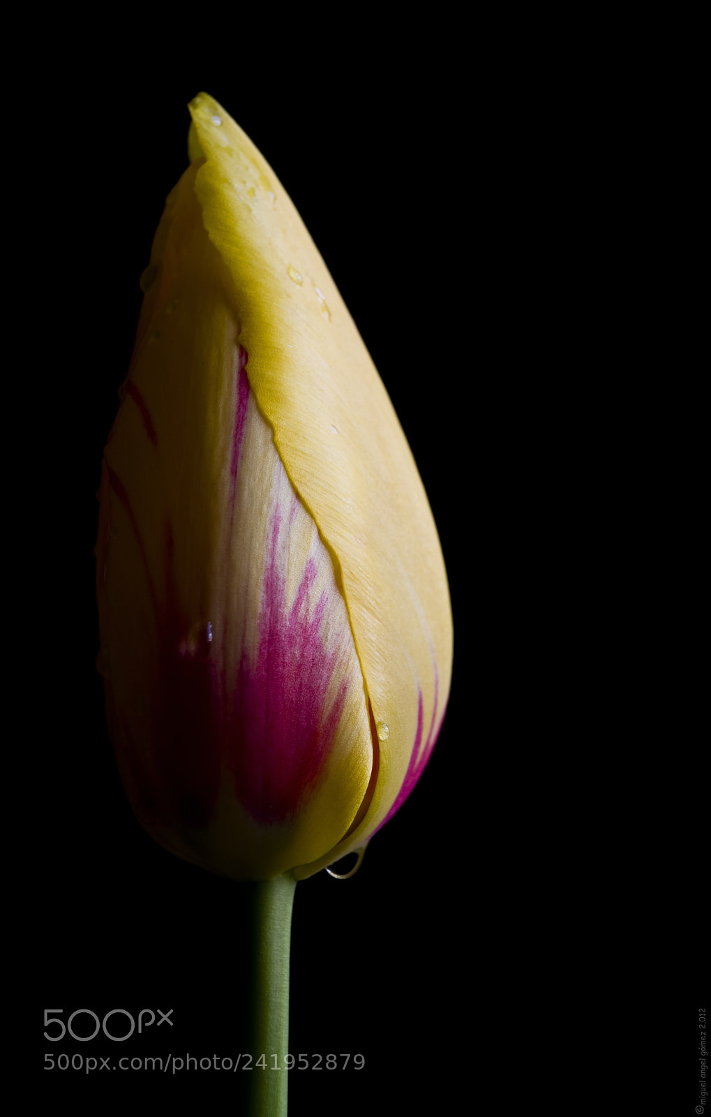 Sony Alpha DSLR-A330 sample photo. 2012_tulip`_26 photography