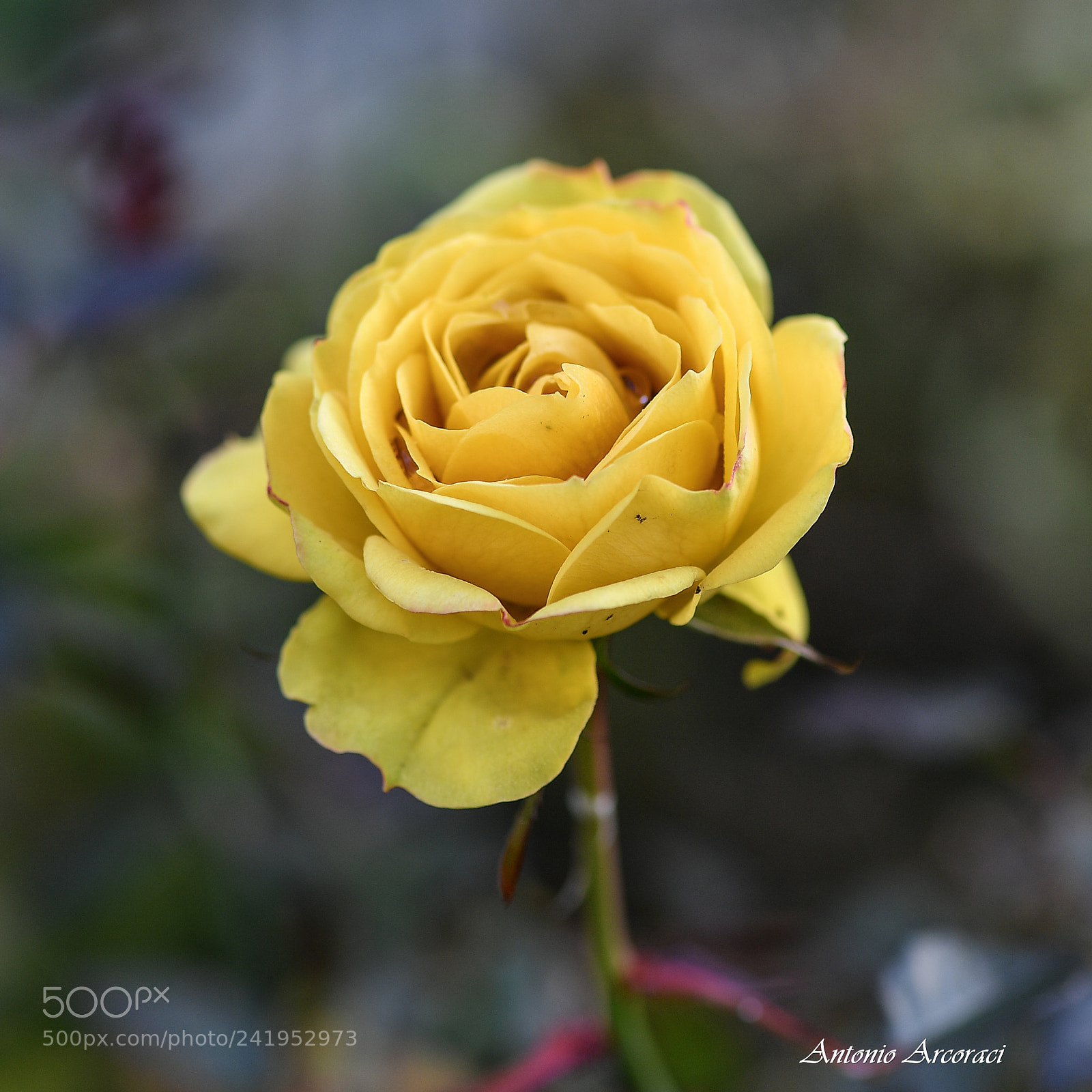 Nikon D5 sample photo. Yellow winter rosa photography