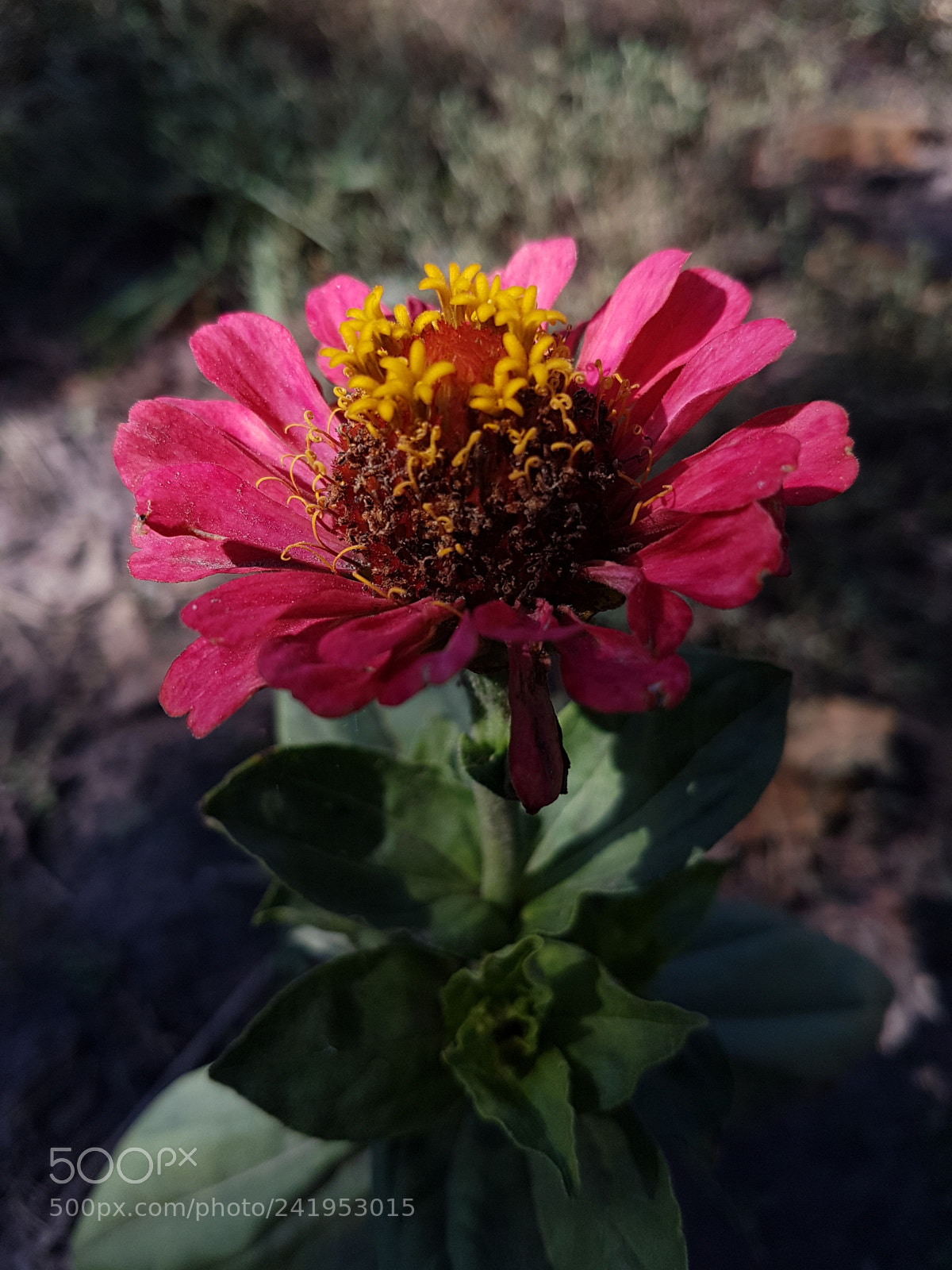 Samsung Galaxy S7 Edge sample photo. Цветок/flower photography