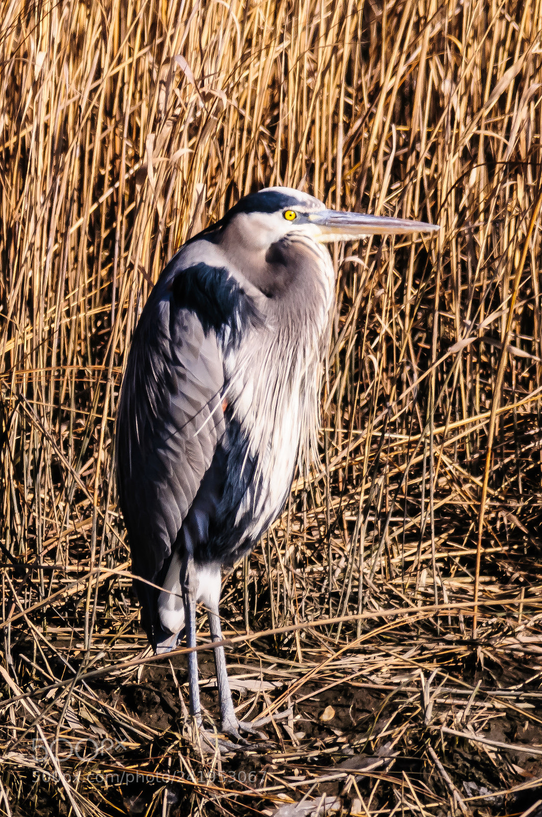 Nikon D300S sample photo. Portrait of great blue photography